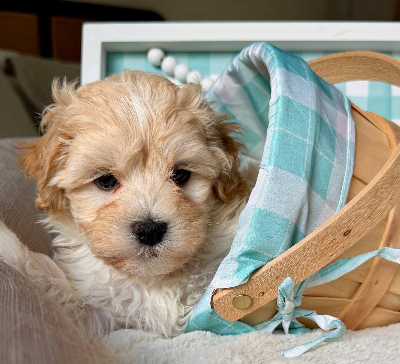 AKC - Bono – Havanese puppy for sale in Orlando, FL