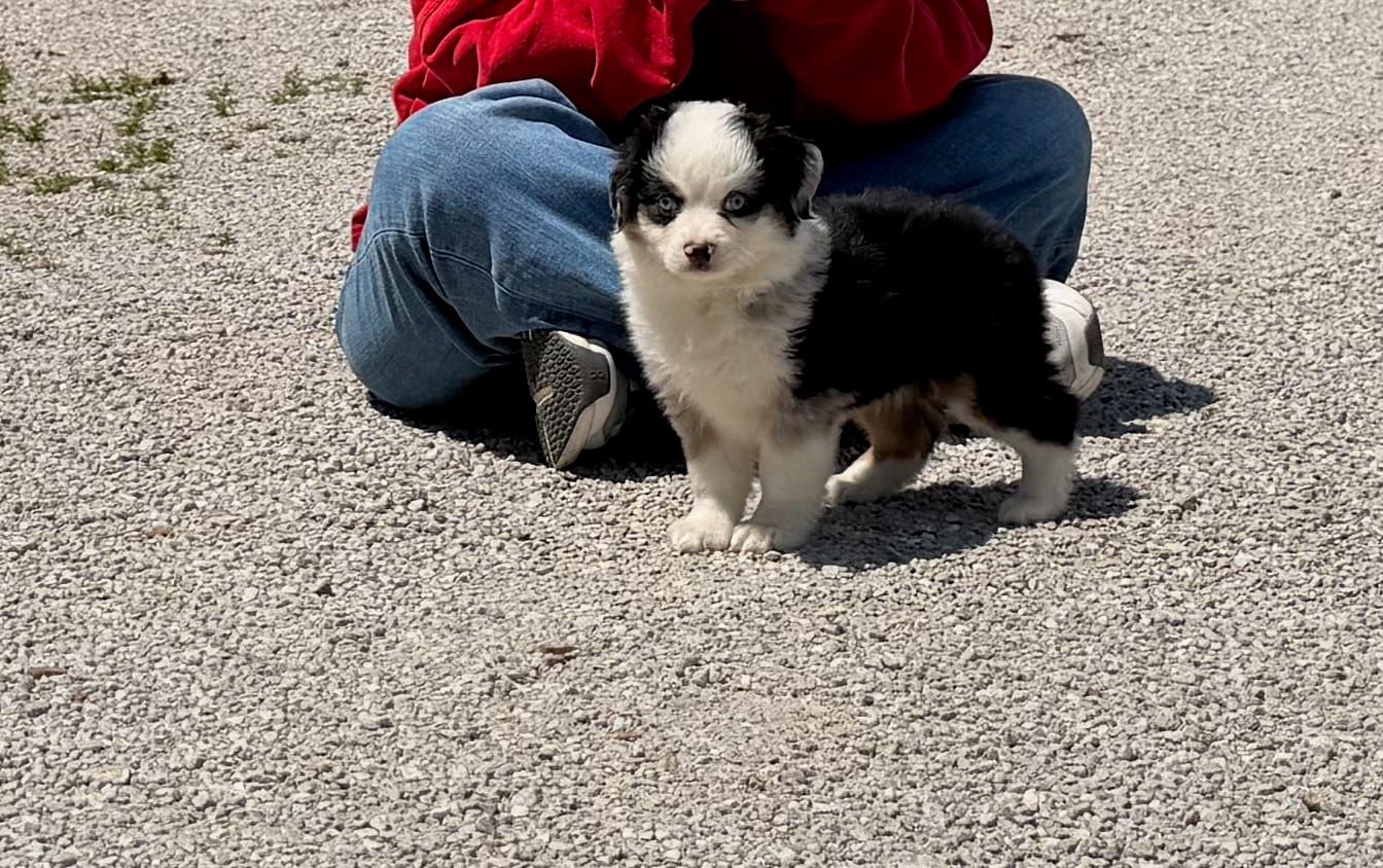 Chief – Toy Australian Shepherd puppy for sale in Sarcoxie, MO
