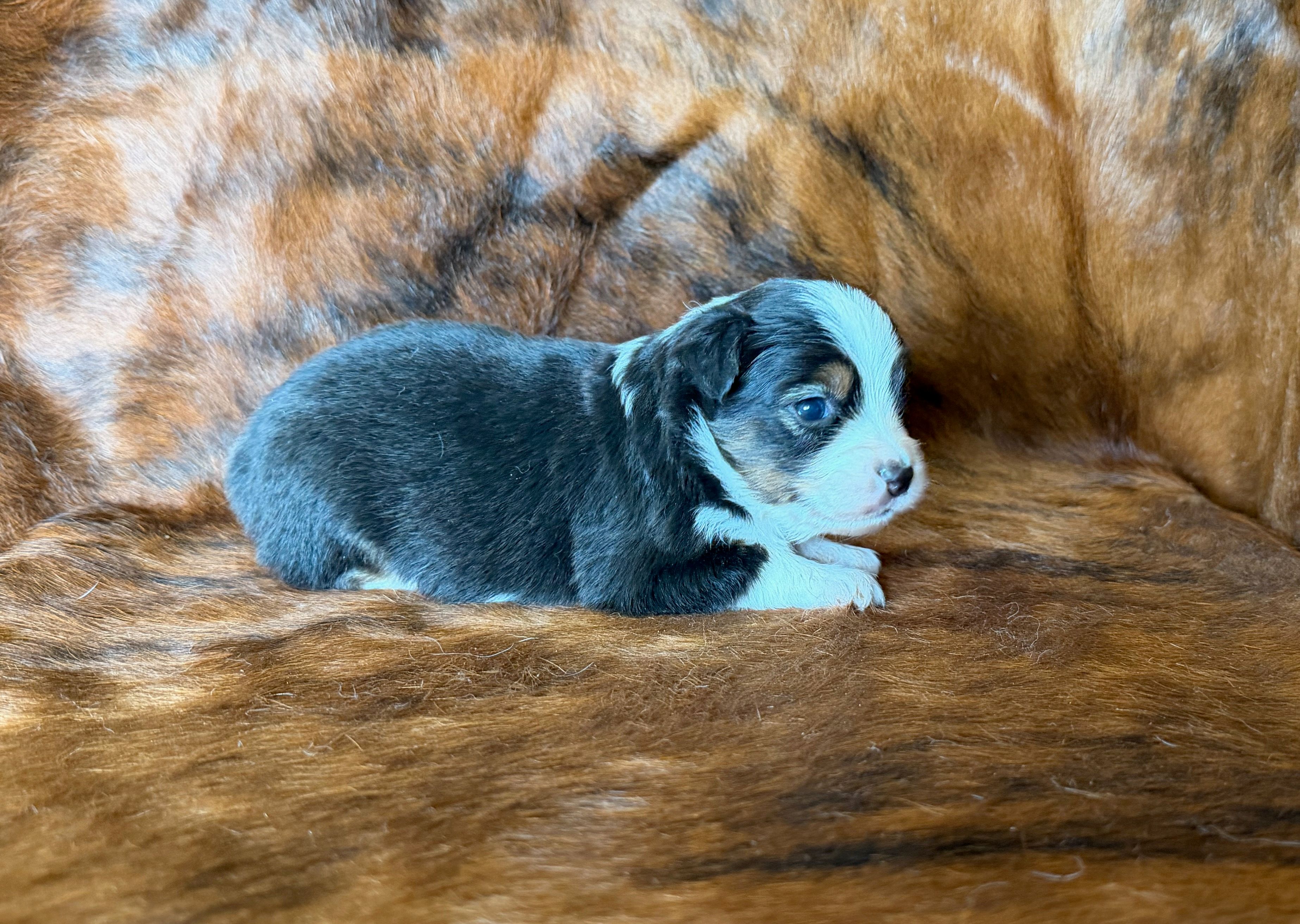 Zoey – Miniature Australian Shepherd, Toy Australian Shepherd puppy for sale in Sarcoxie, MO
