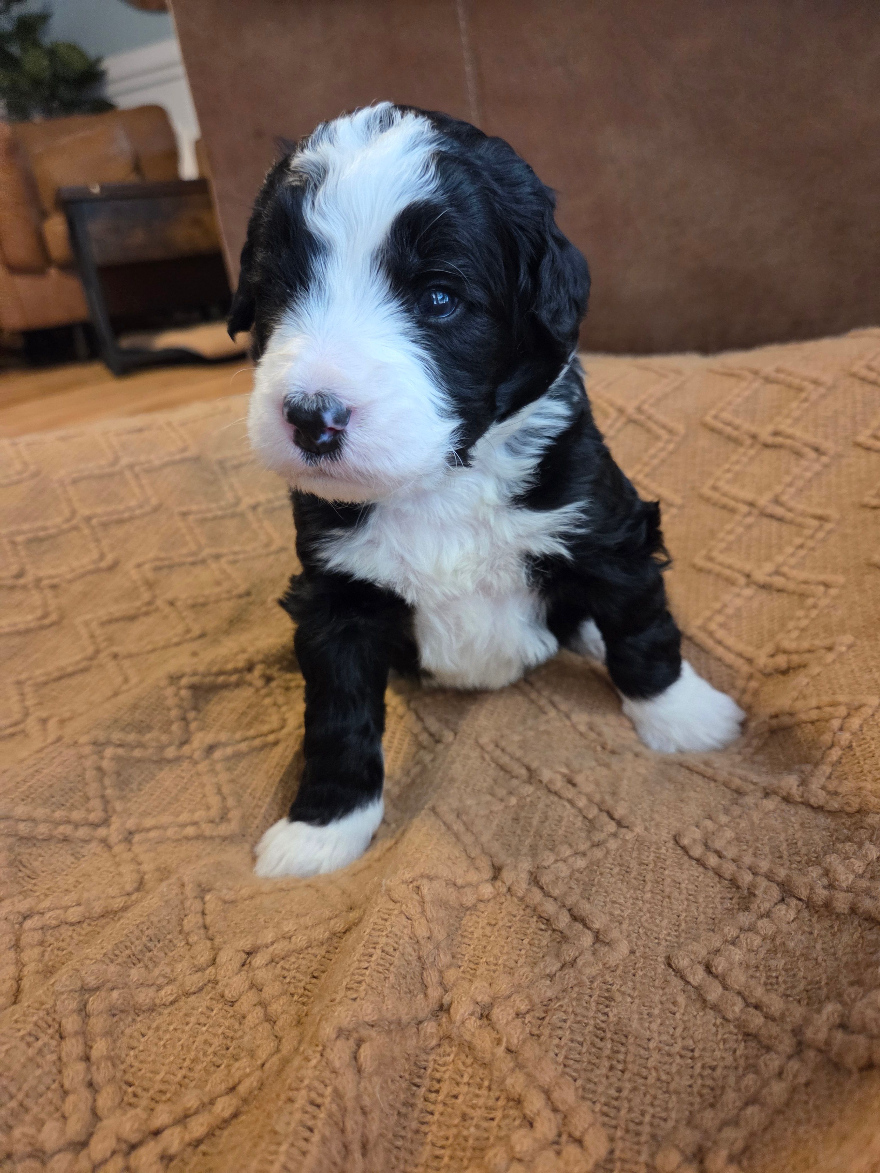 Dark blue  – Bernedoodle puppy for sale in Renton, WA