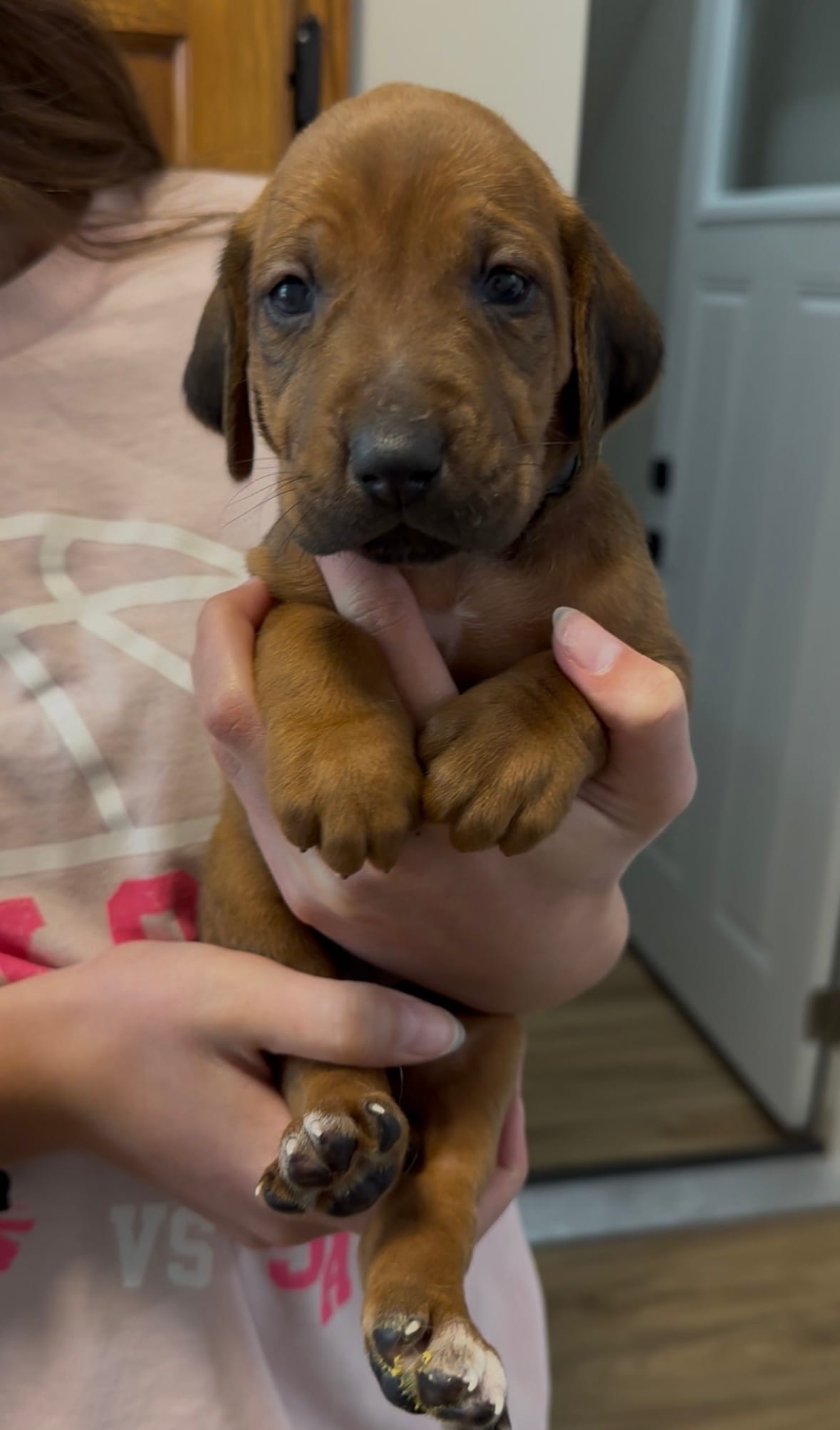 Kenna – Rhodesian Ridgeback puppy for sale in Decatur, IN