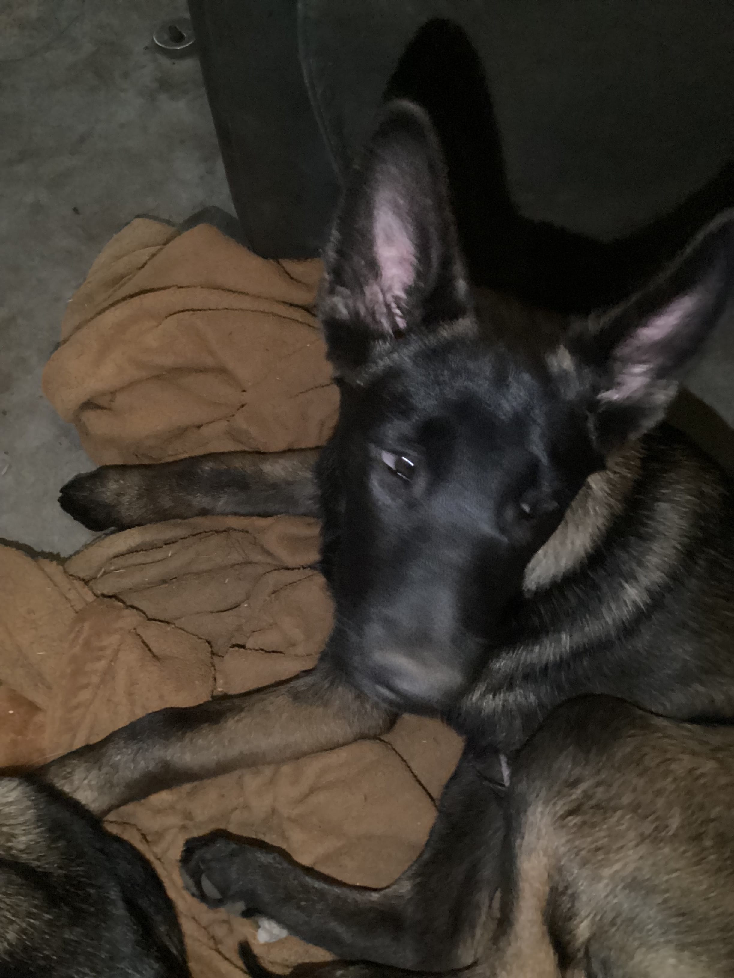 E Litter - Delphi ❤️ Braken - Yellow-Anubis Shep – German Shepherd Dog, Siberian Husky puppy for sale in Portland, OR
