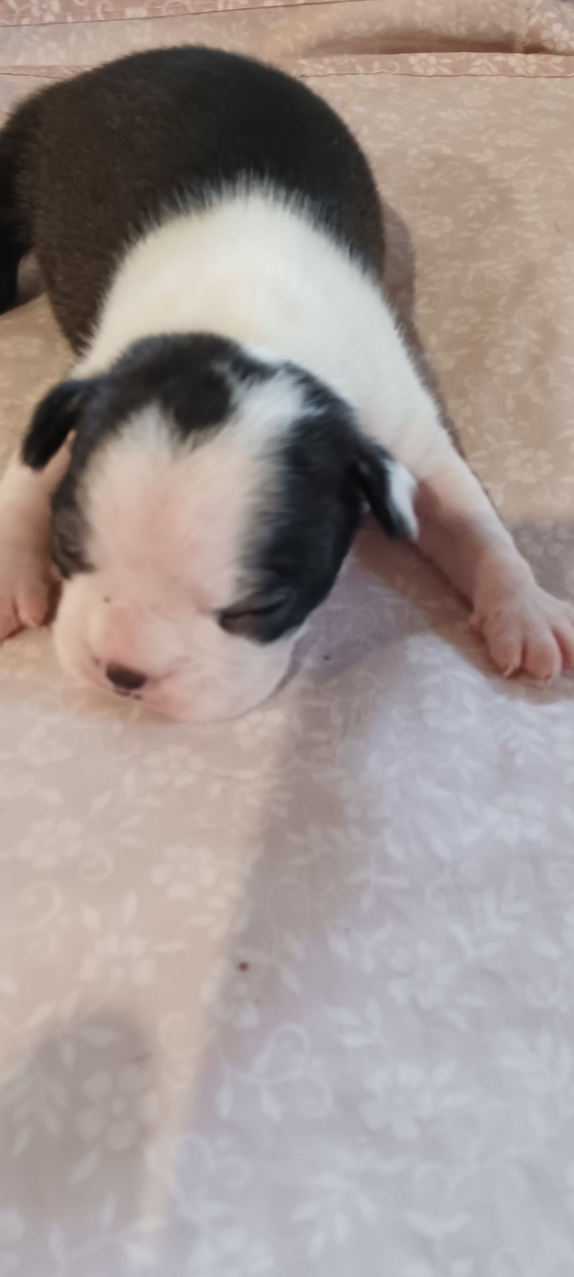CKC Pansy – Boston Terrier puppy for sale in Avon Park, FL