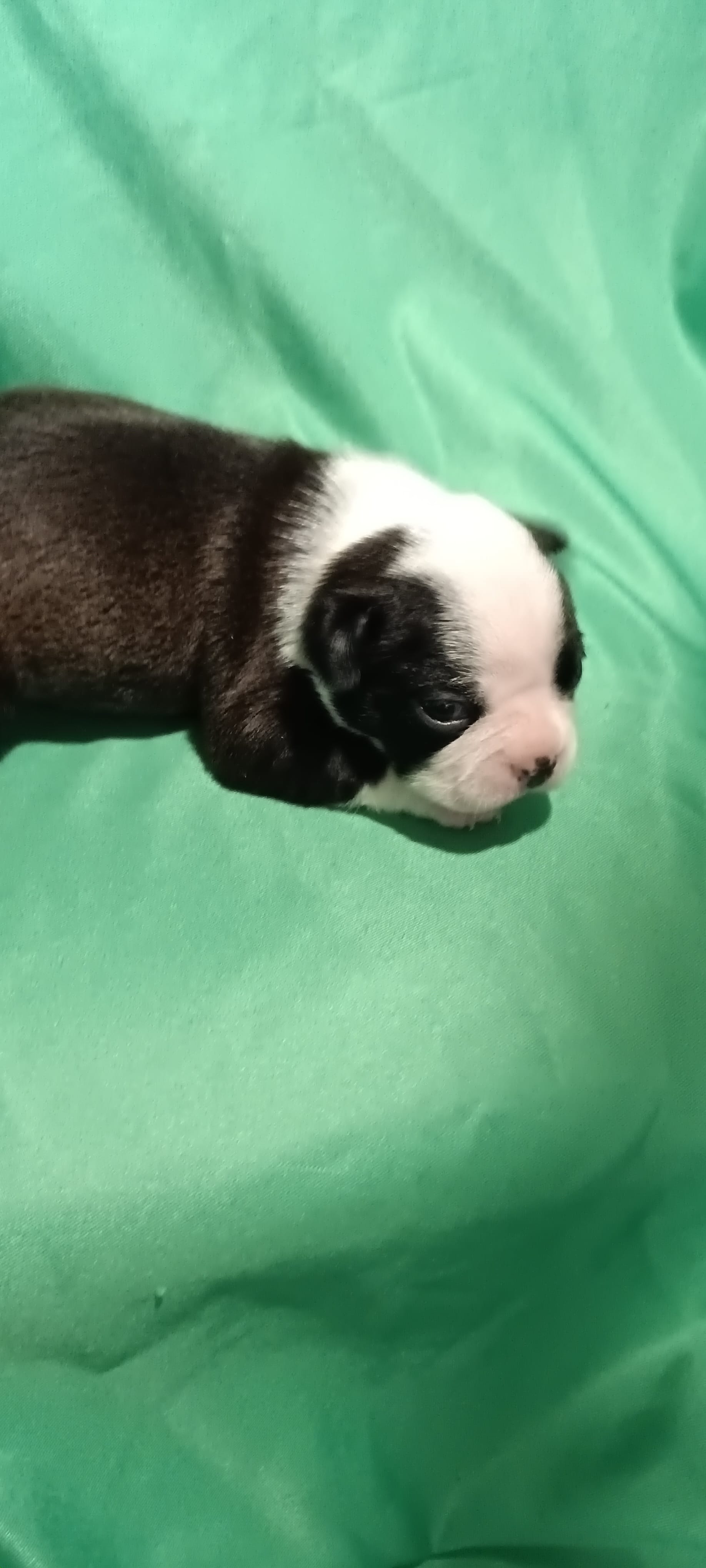 CKC Peggy – Boston Terrier puppy for sale in Avon Park, FL
