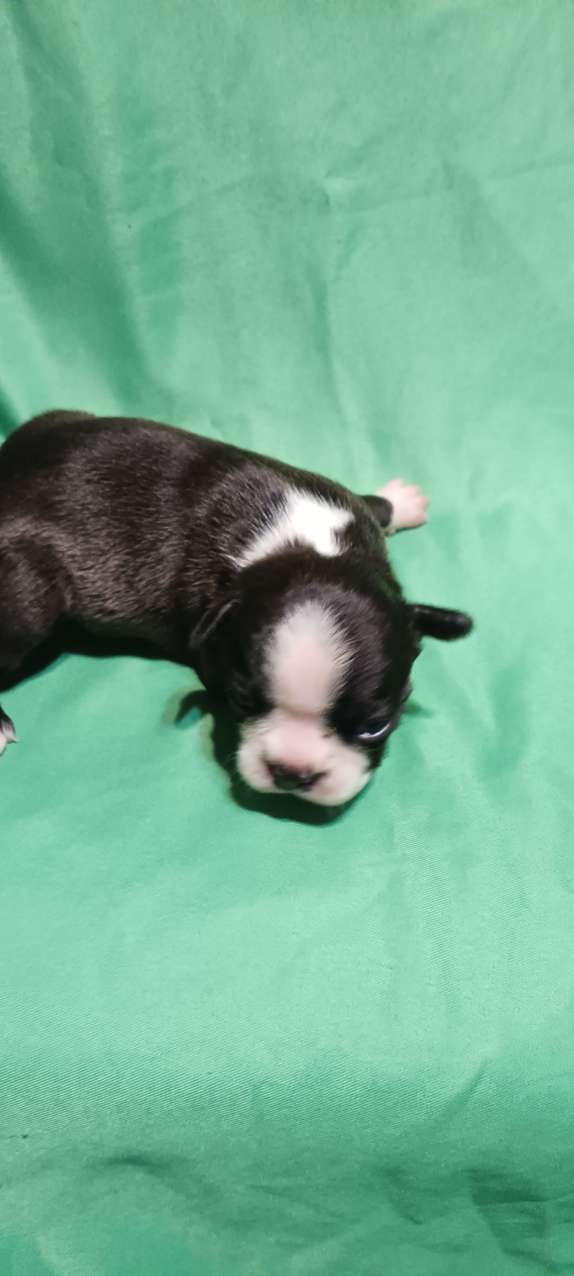 CKC Patty – Boston Terrier puppy for sale in Avon Park, FL