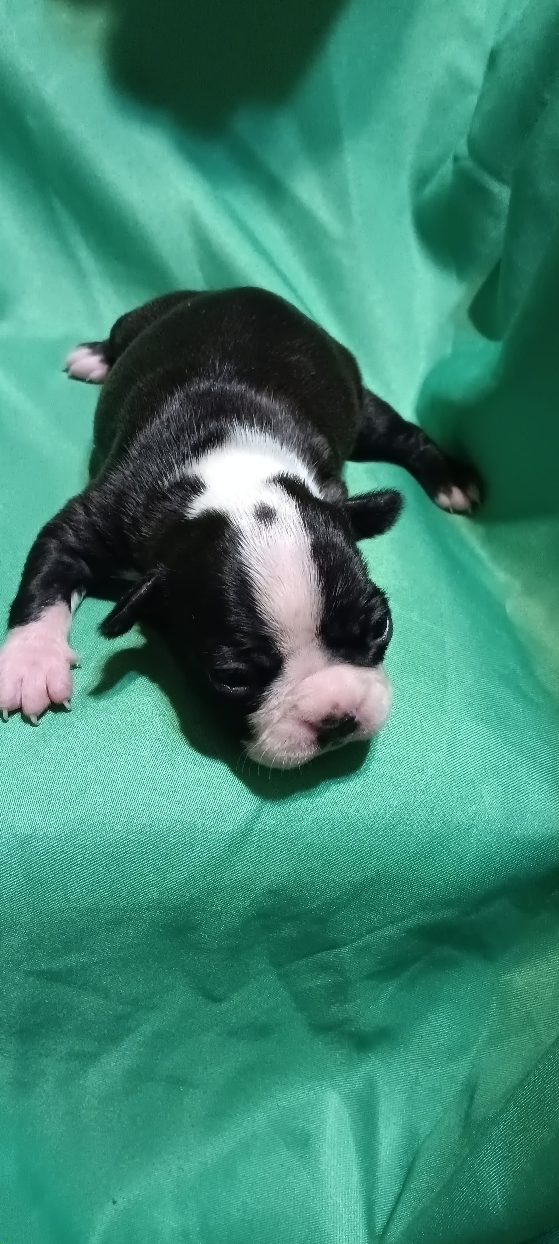 CKC Poppy – Boston Terrier puppy for sale in Avon Park, FL