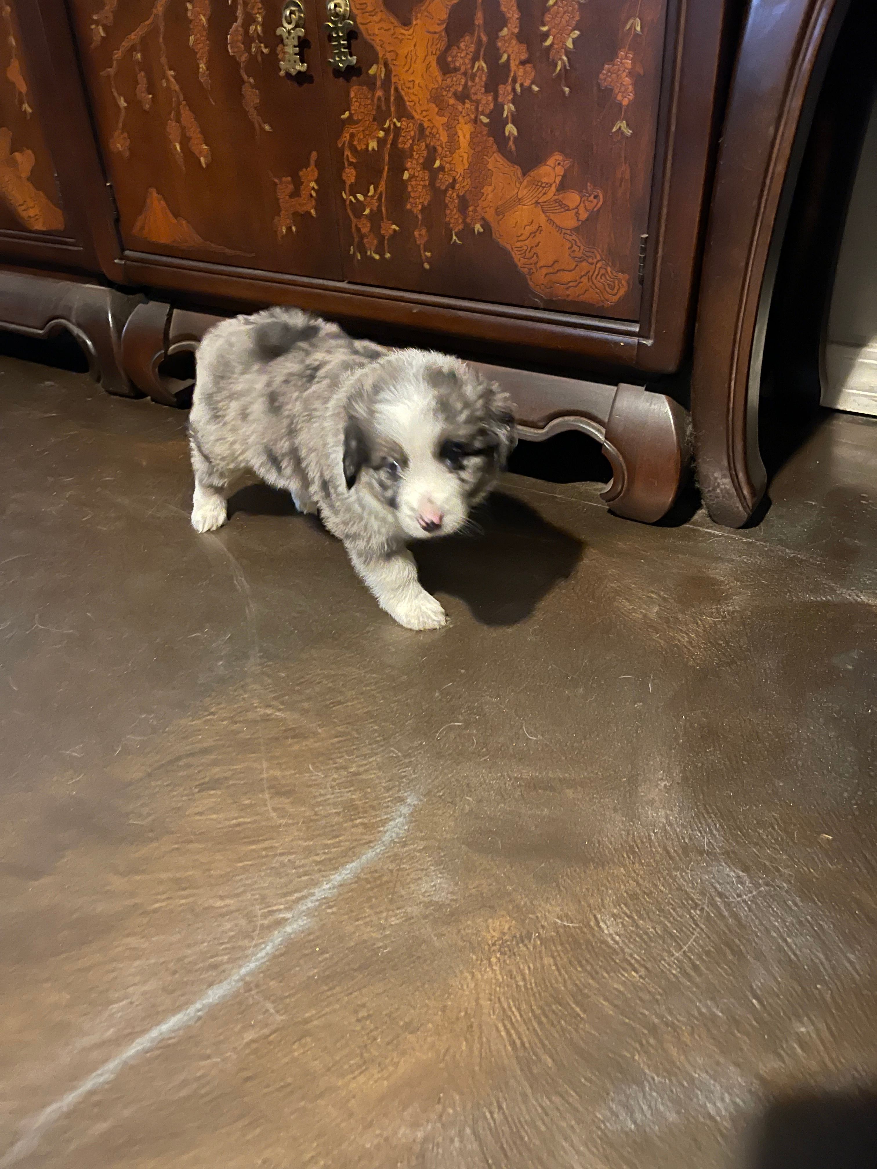 Artemis – Miniature Australian Shepherd puppy for sale in Crestview, FL