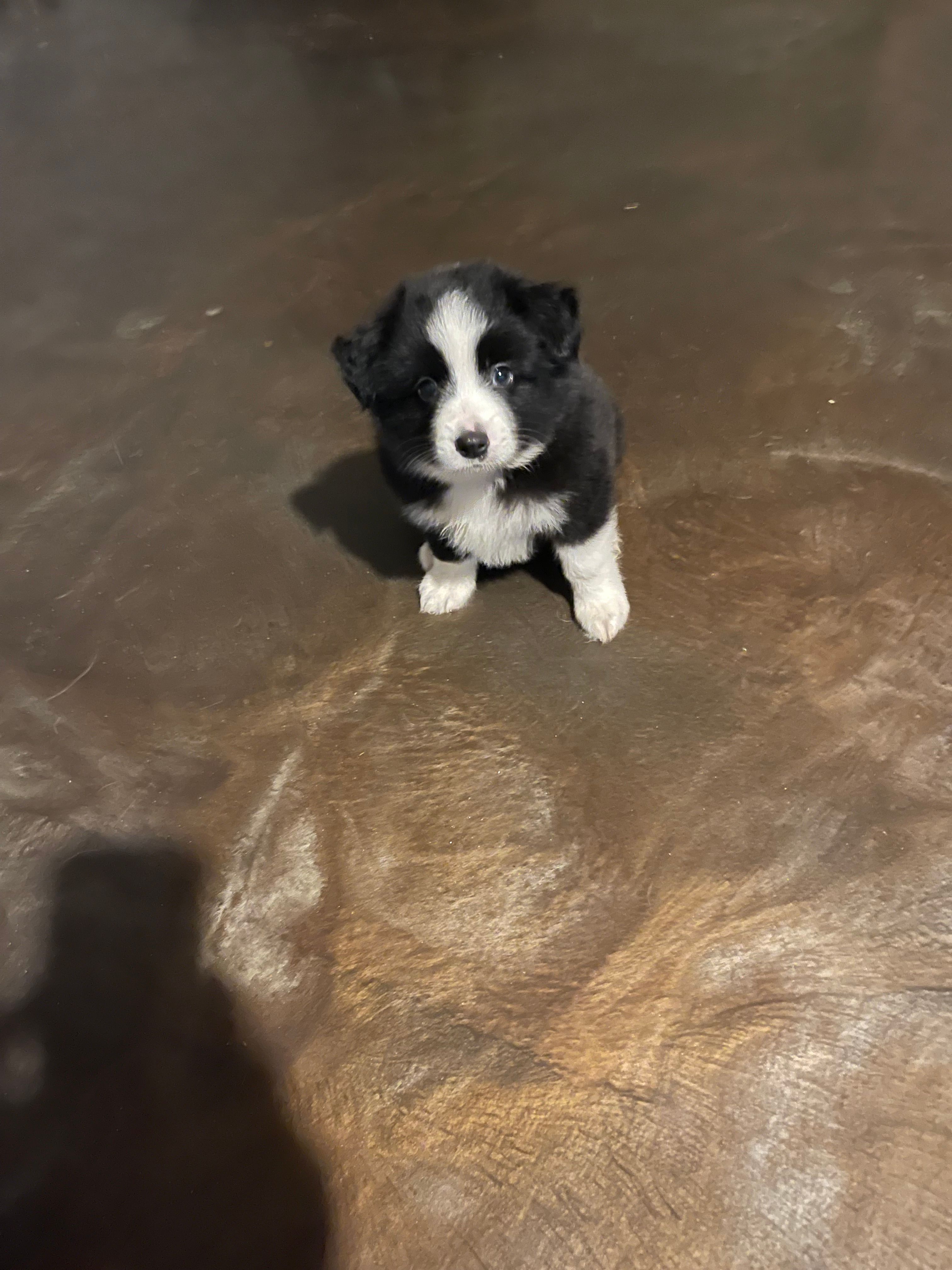 Zues – Miniature Australian Shepherd puppy for sale in Crestview, FL