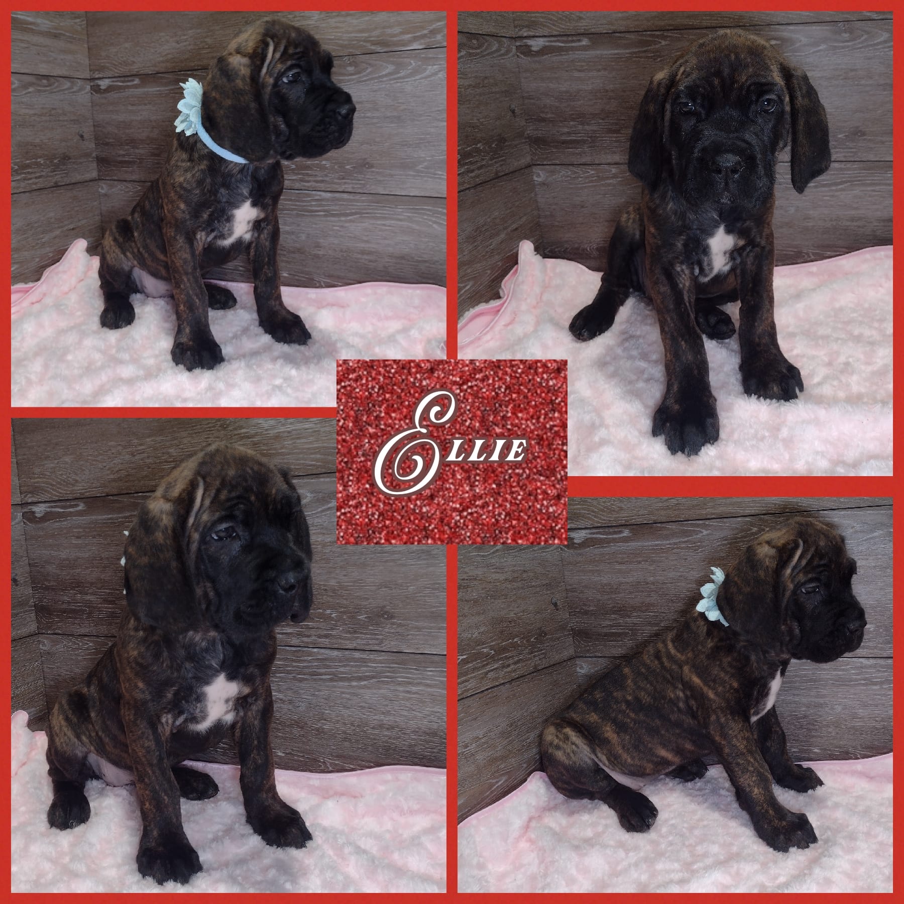 Ellie  – Cane Corso puppy for sale in Fort Wayne, IN