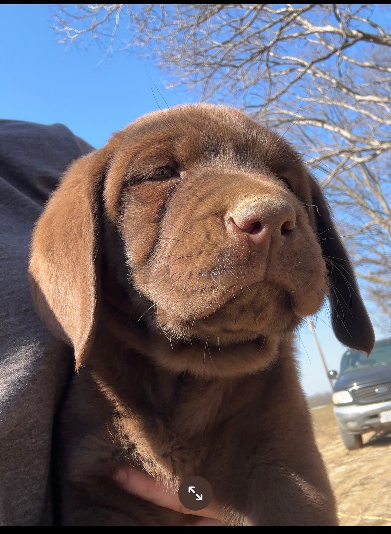 Chocolate Male  – Labrador Retriever puppy for sale in Roodhouse, IL