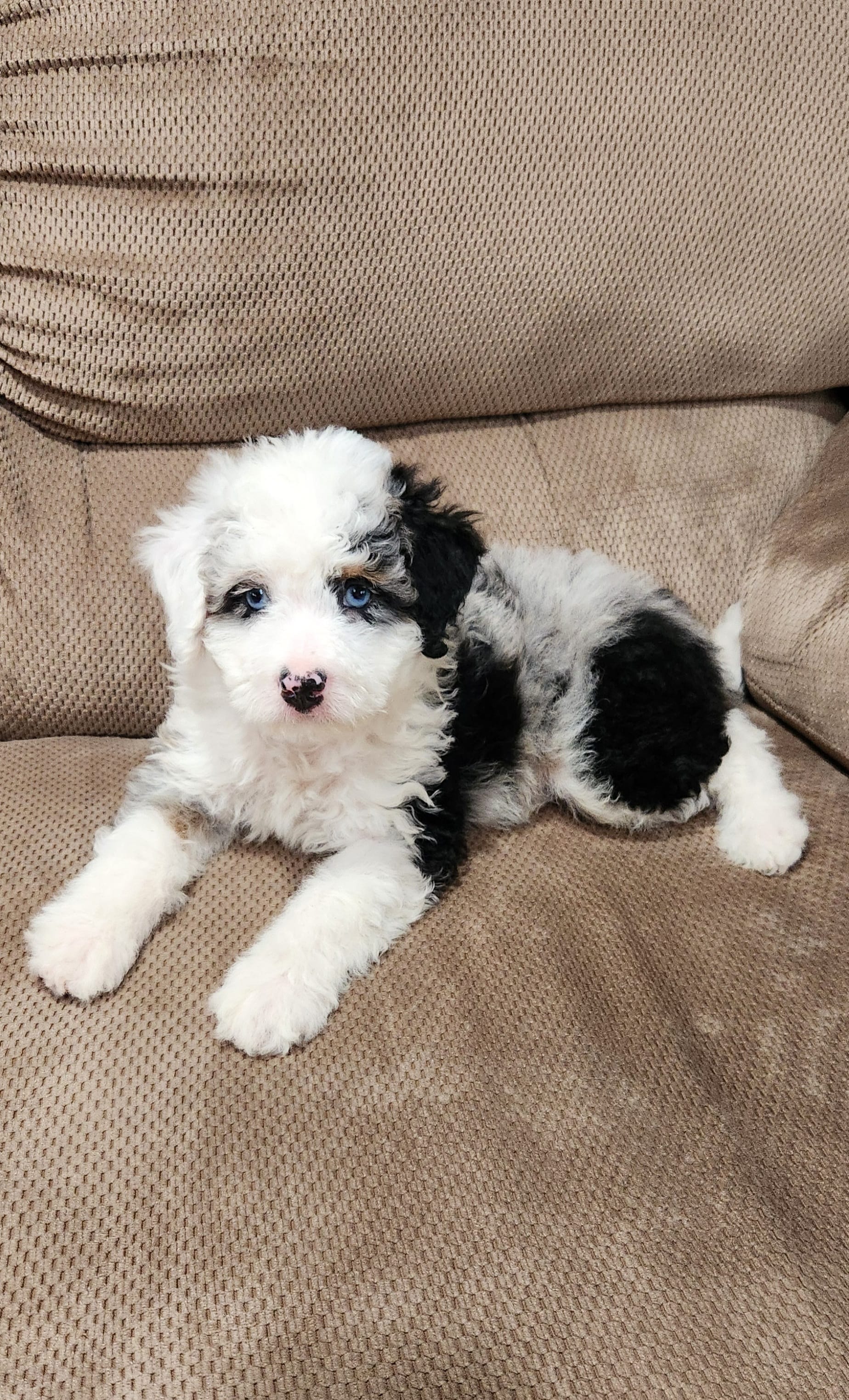 Waylon – Miniature Bernedoodle puppy for sale in Odon, IN