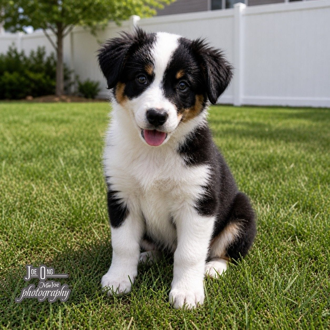 Patty Brown – Australian Shepherd puppy for sale in Saint John, IN