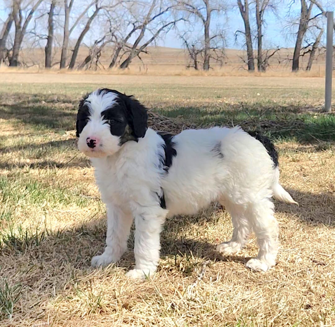 Bordoodle – Border Collie, Poodle - Standard  puppy for sale in Scottsbluff, NE