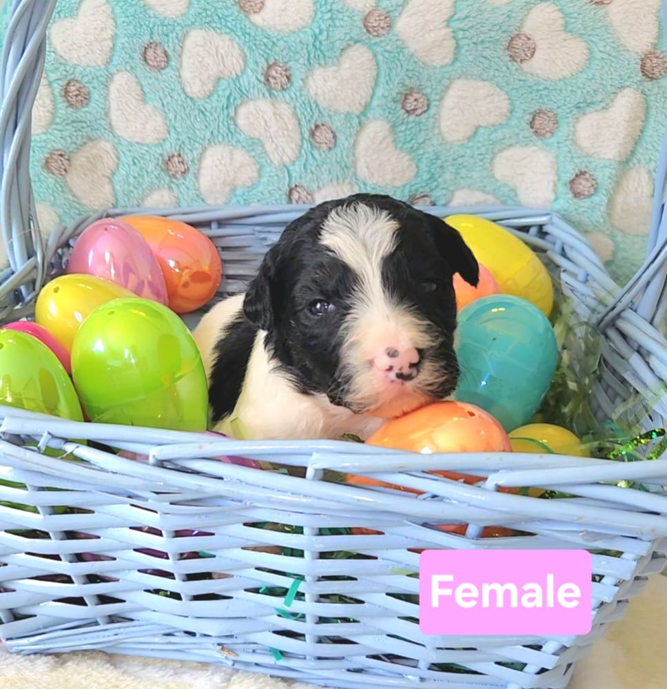 Layla – Border Collie, Poodle - Standard  puppy for sale in Scottsbluff, NE