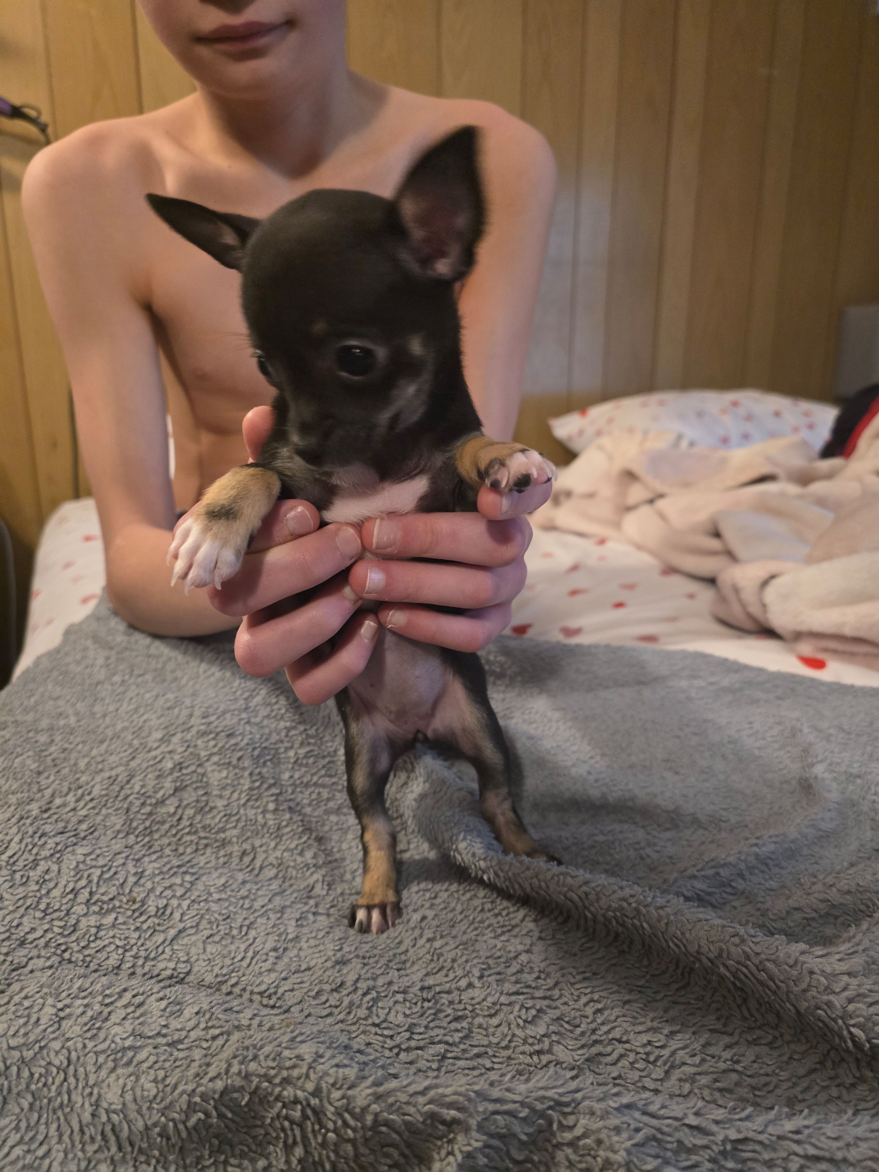 Girl 3 – Chihuahua puppy for sale in Beaver Dam, WI