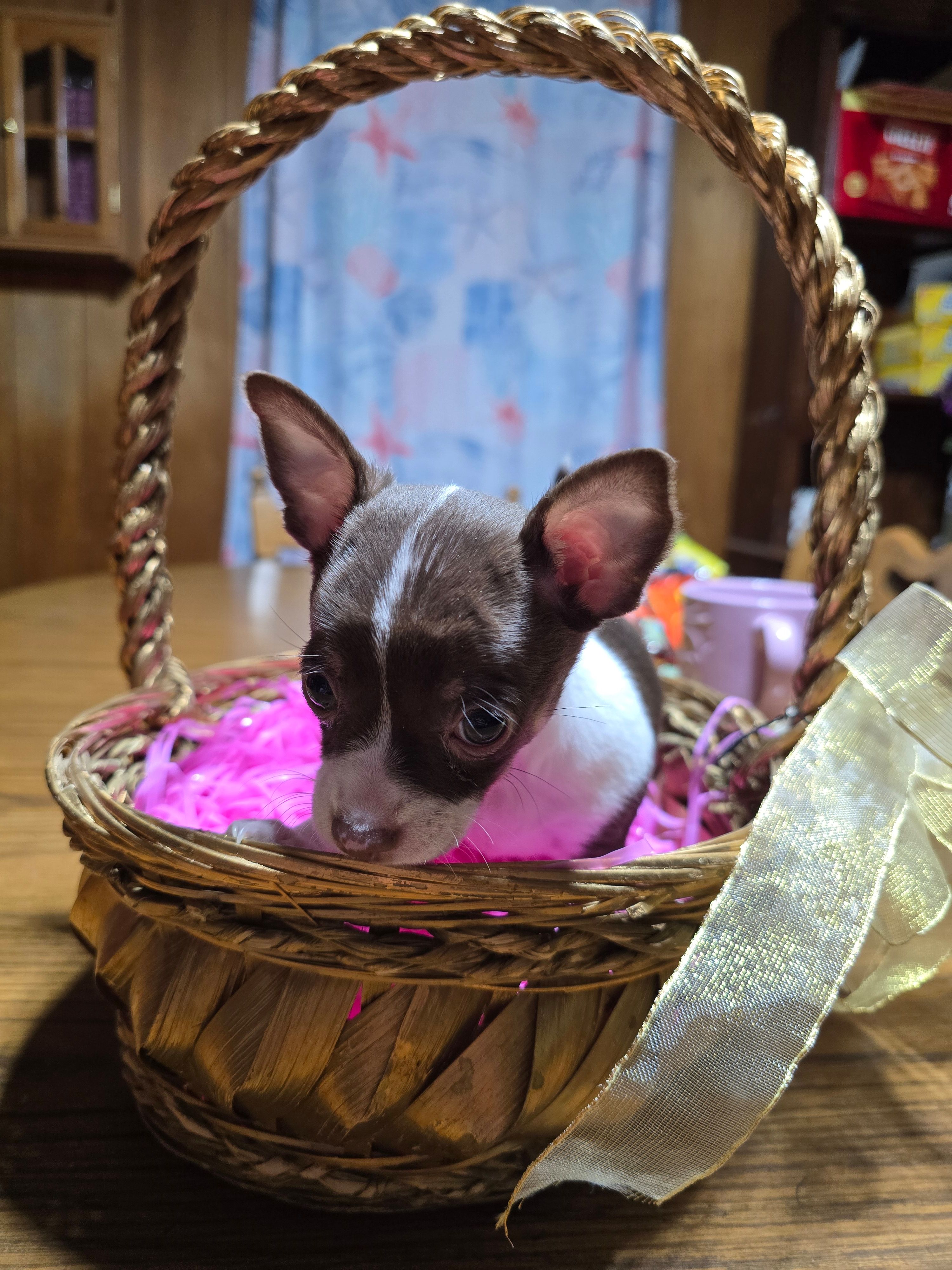 Girl 1 – Chihuahua puppy for sale in Beaver Dam, WI