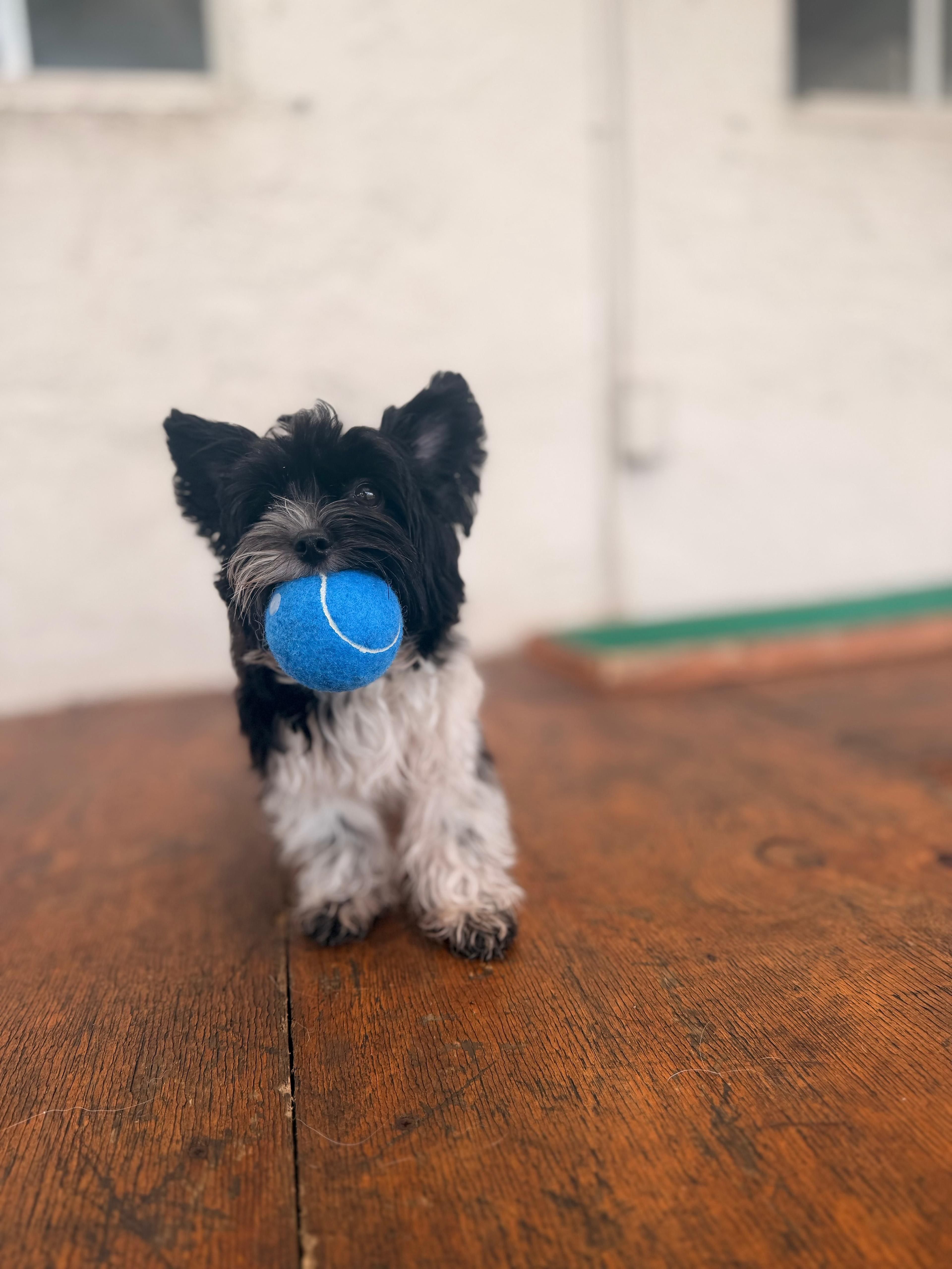 Bean – Yorkipoo puppy for sale in Miami Beach, FL