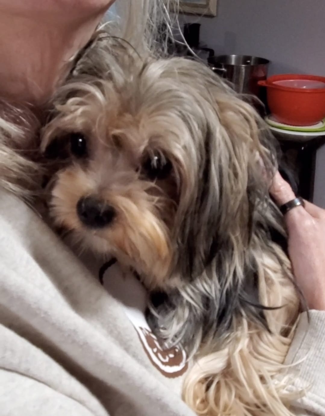 Marco – Yorkshire Terrier puppy for sale in Orlando, FL