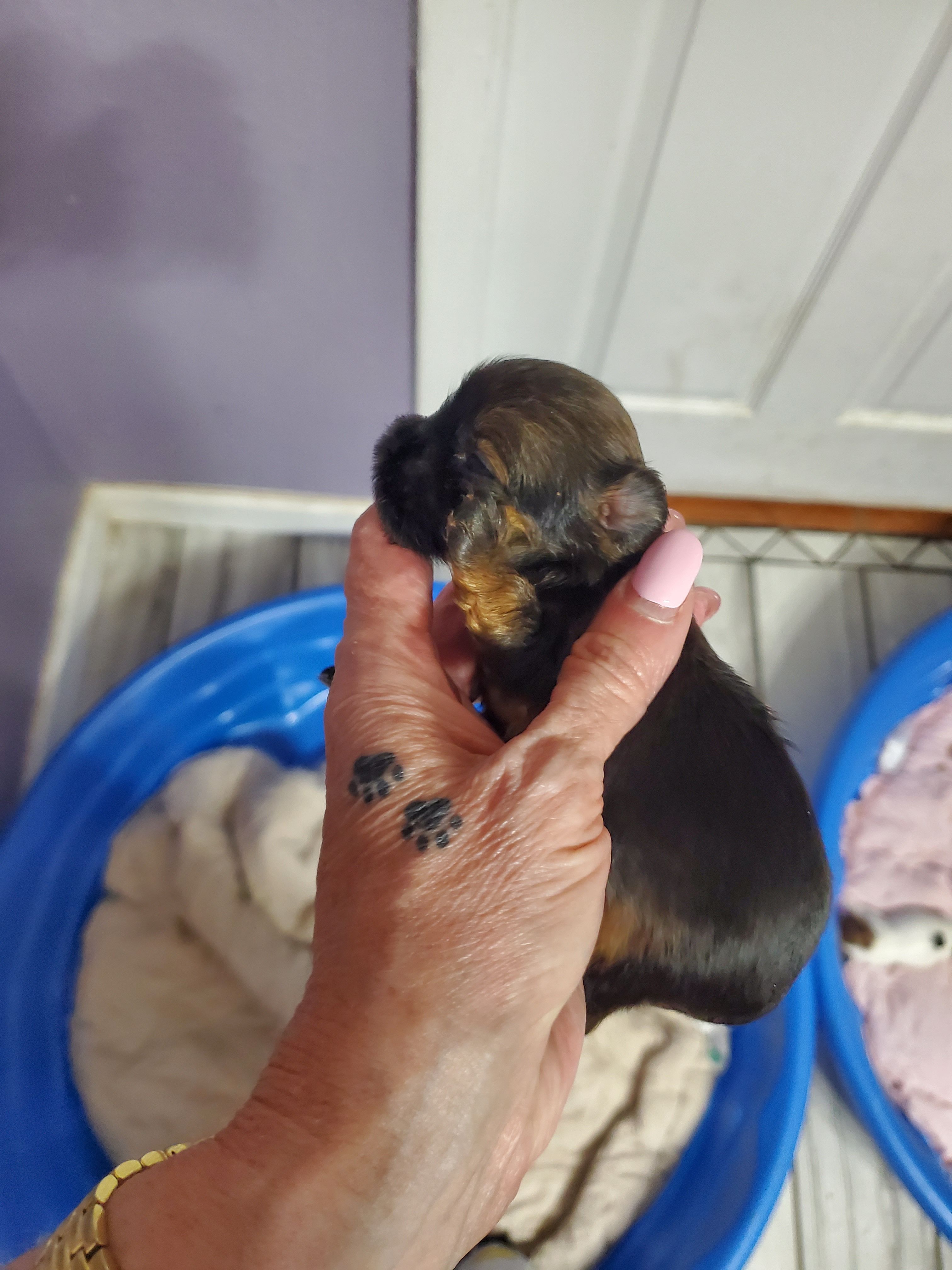 Cali – Yorkshire Terrier puppy for sale in Orlando, FL