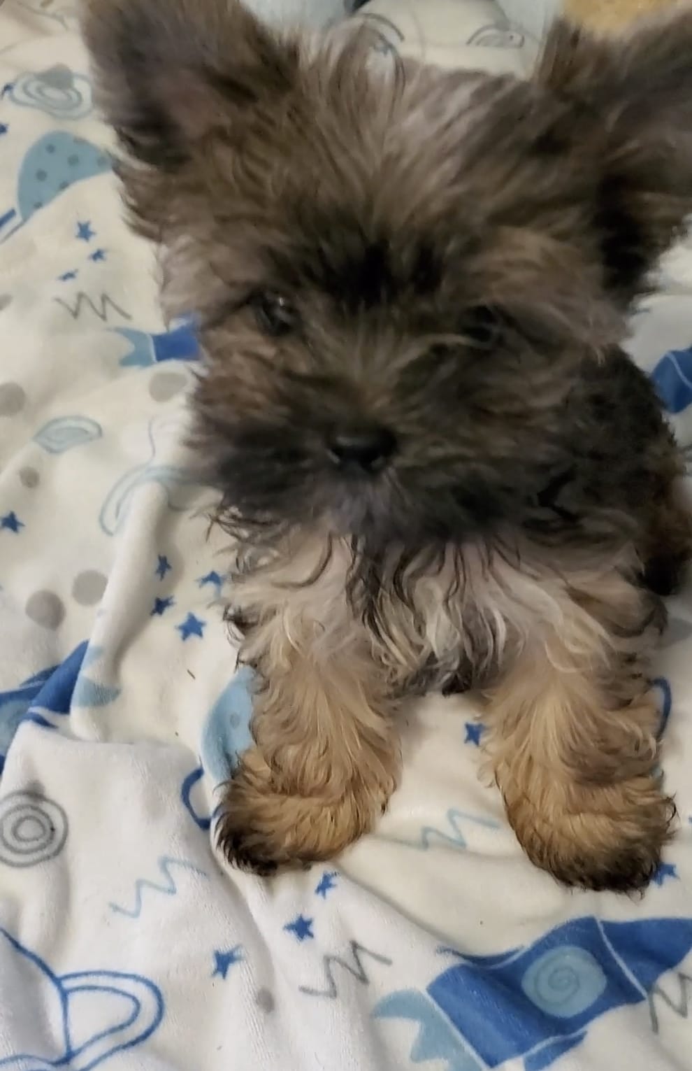 Micro teacup Cali – Yorkshire Terrier puppy for sale in Orlando, FL