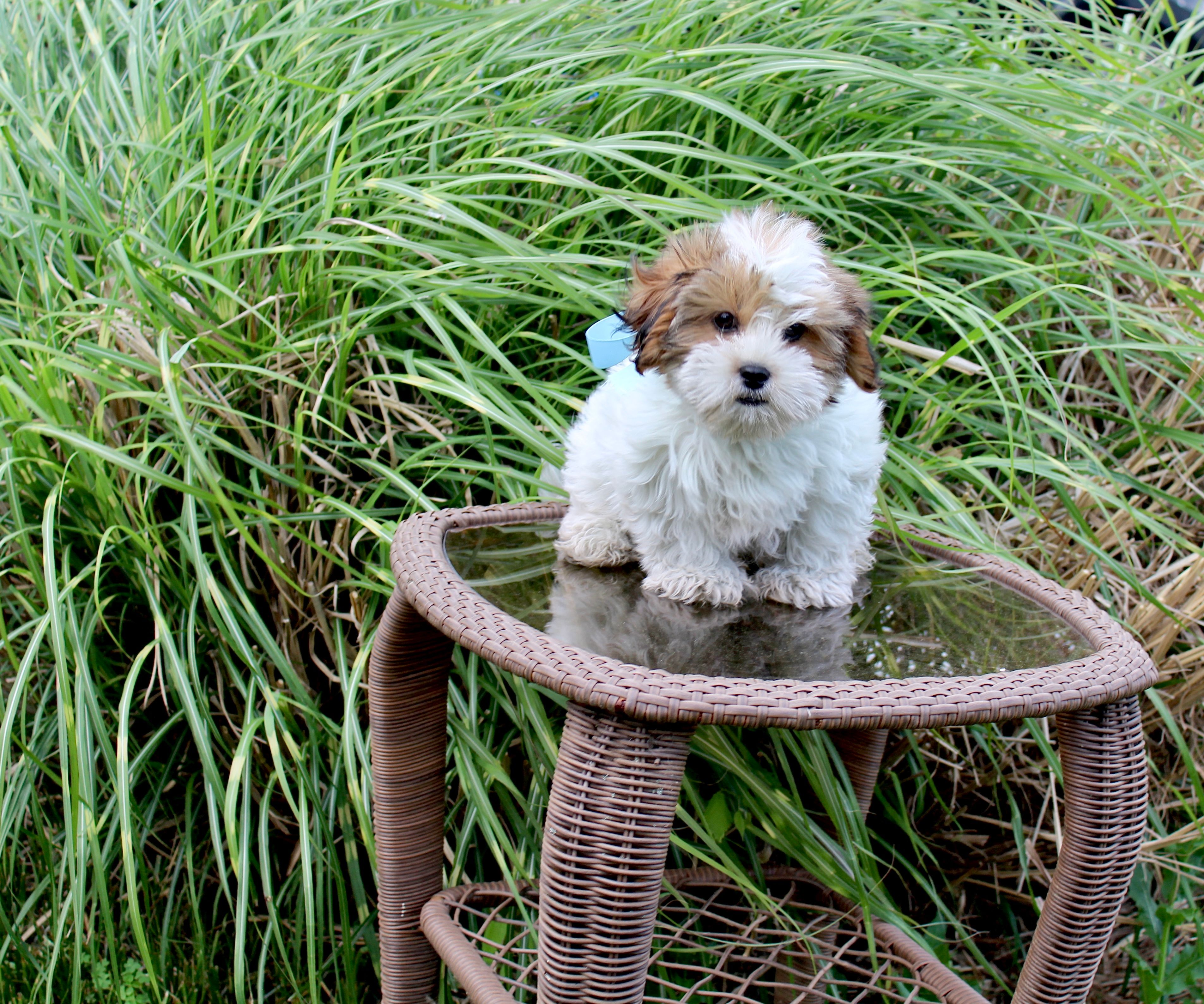 Cuddles – Shih Tzu, Shorkie puppy for sale in Russellville, KY