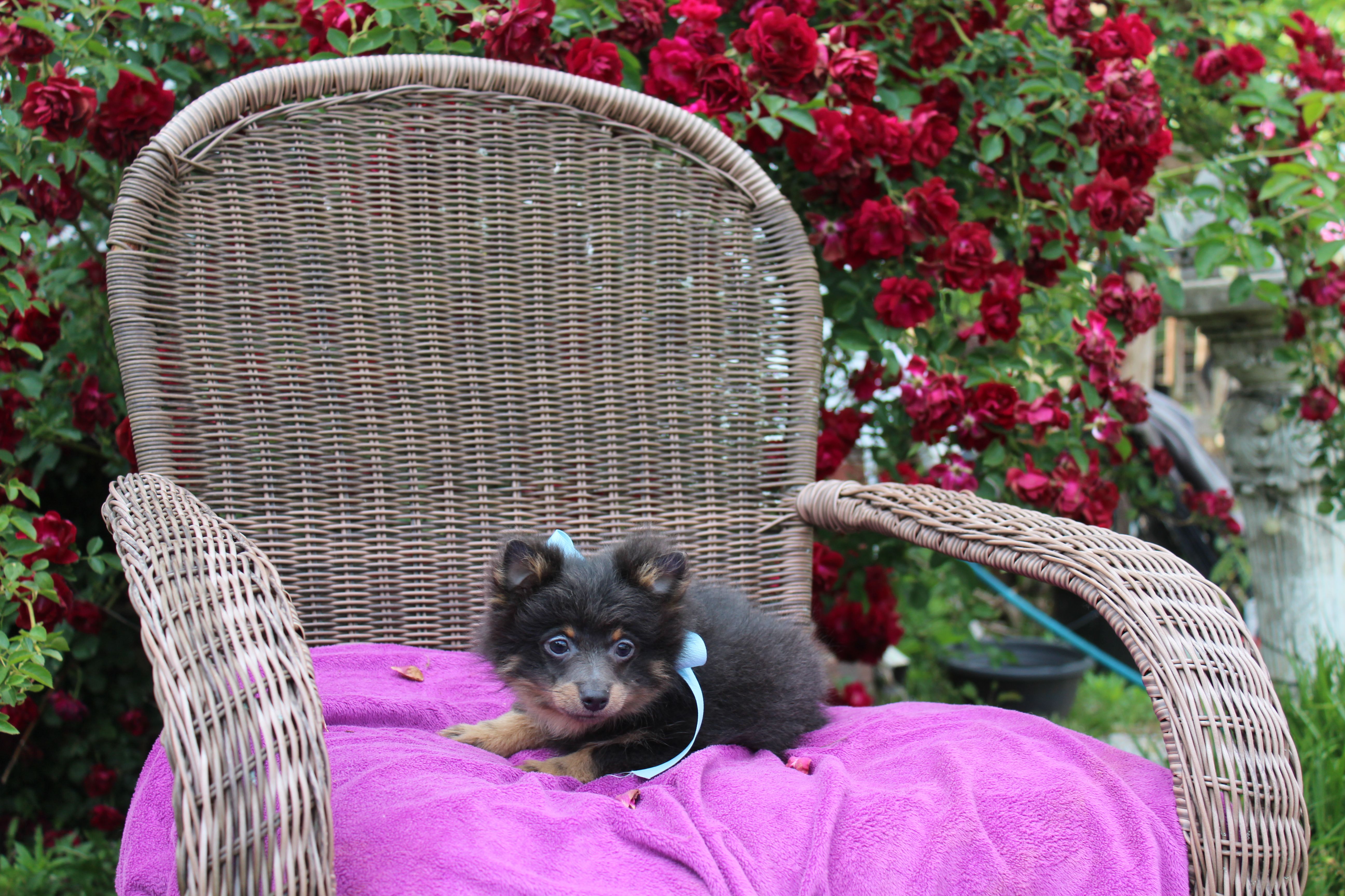 Little Boy Blue – Pomeranian puppy for sale in Russellville, KY