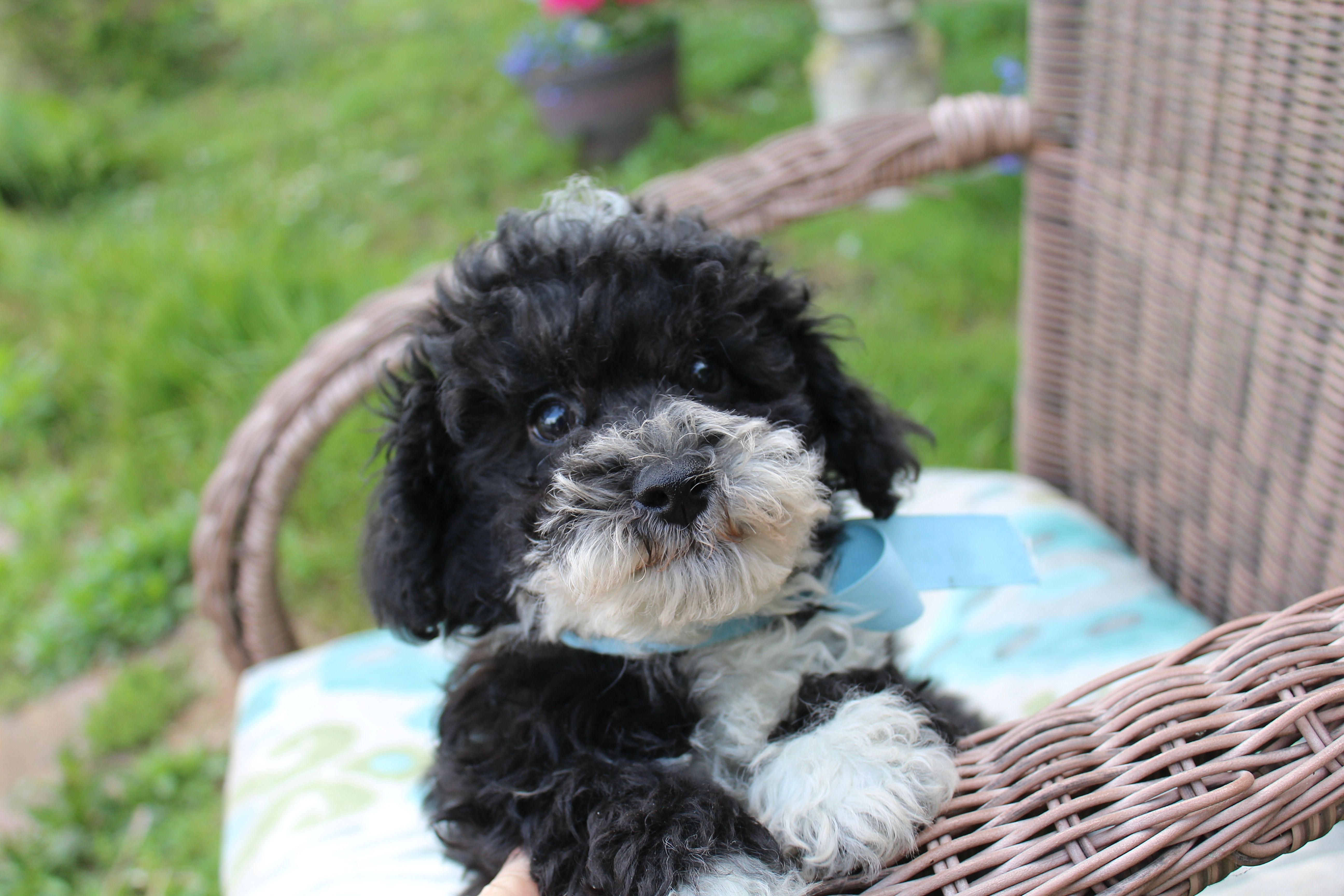 Bingo – Poodle - Toy , Miniature Aussiedoodle puppy for sale in Russellville, KY