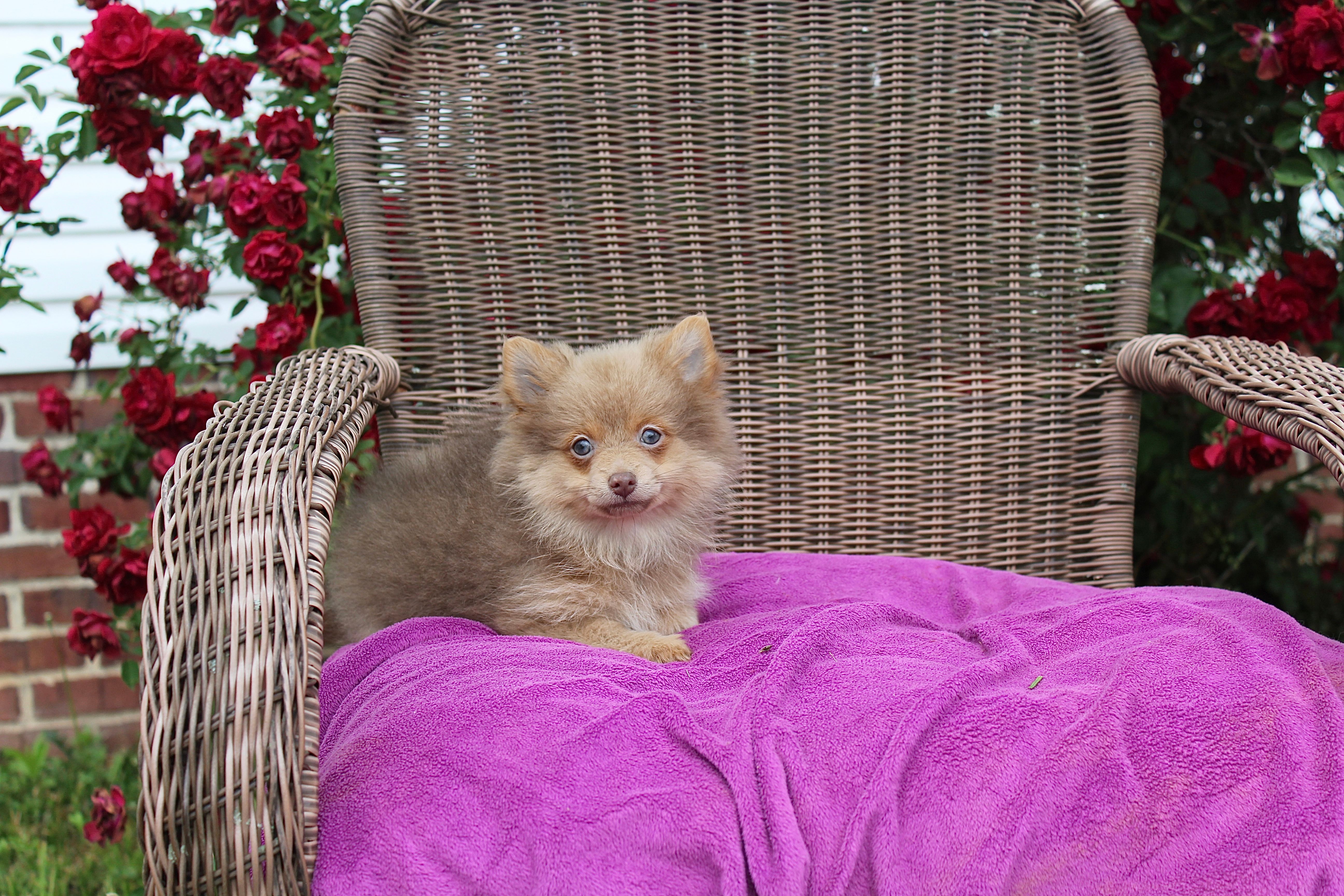 Delilah – Pomeranian puppy for sale in Russellville, KY