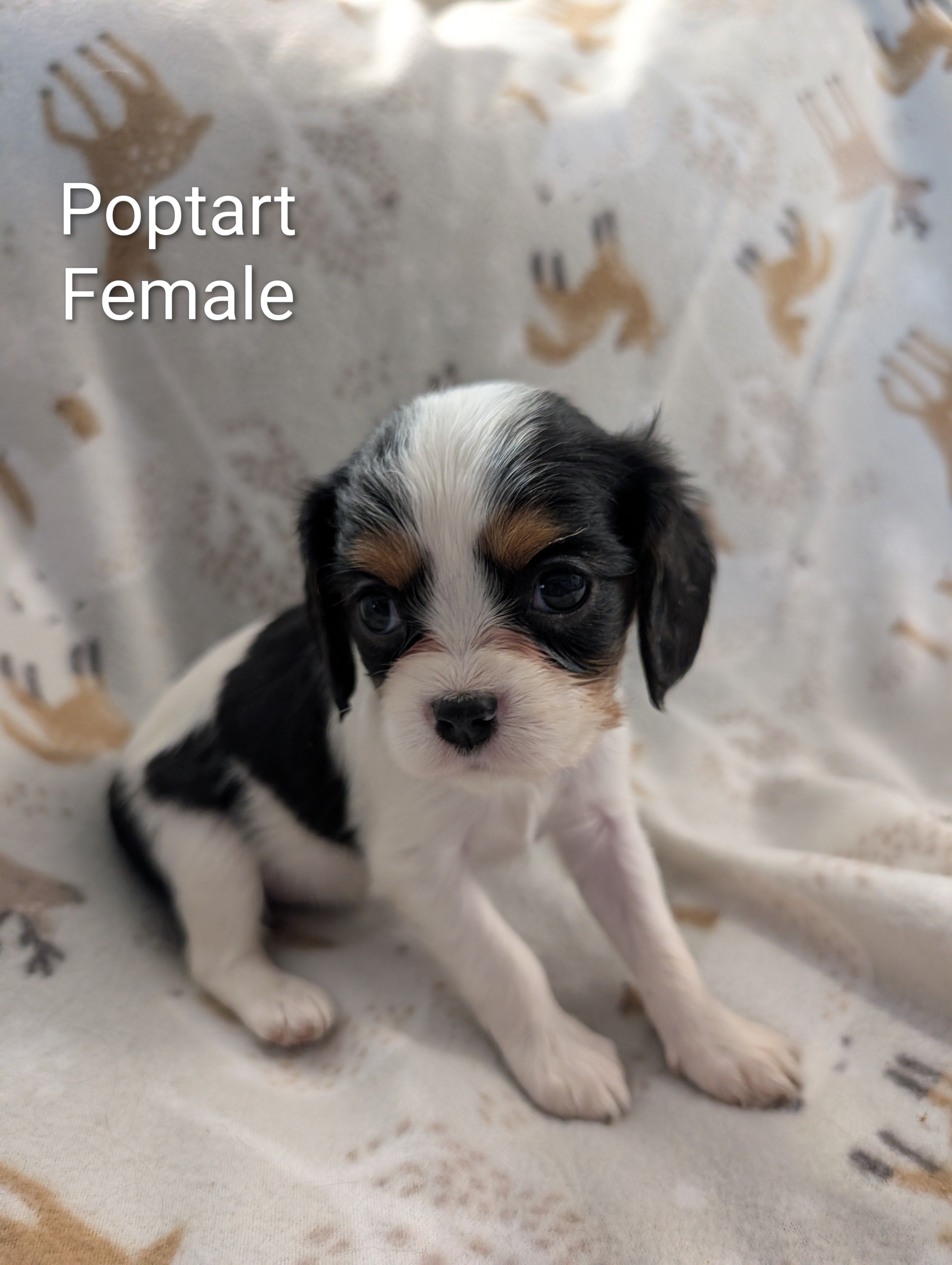 AKC Poptart  – Cavalier King Charles Spaniel puppy for sale in Ashwood, OR