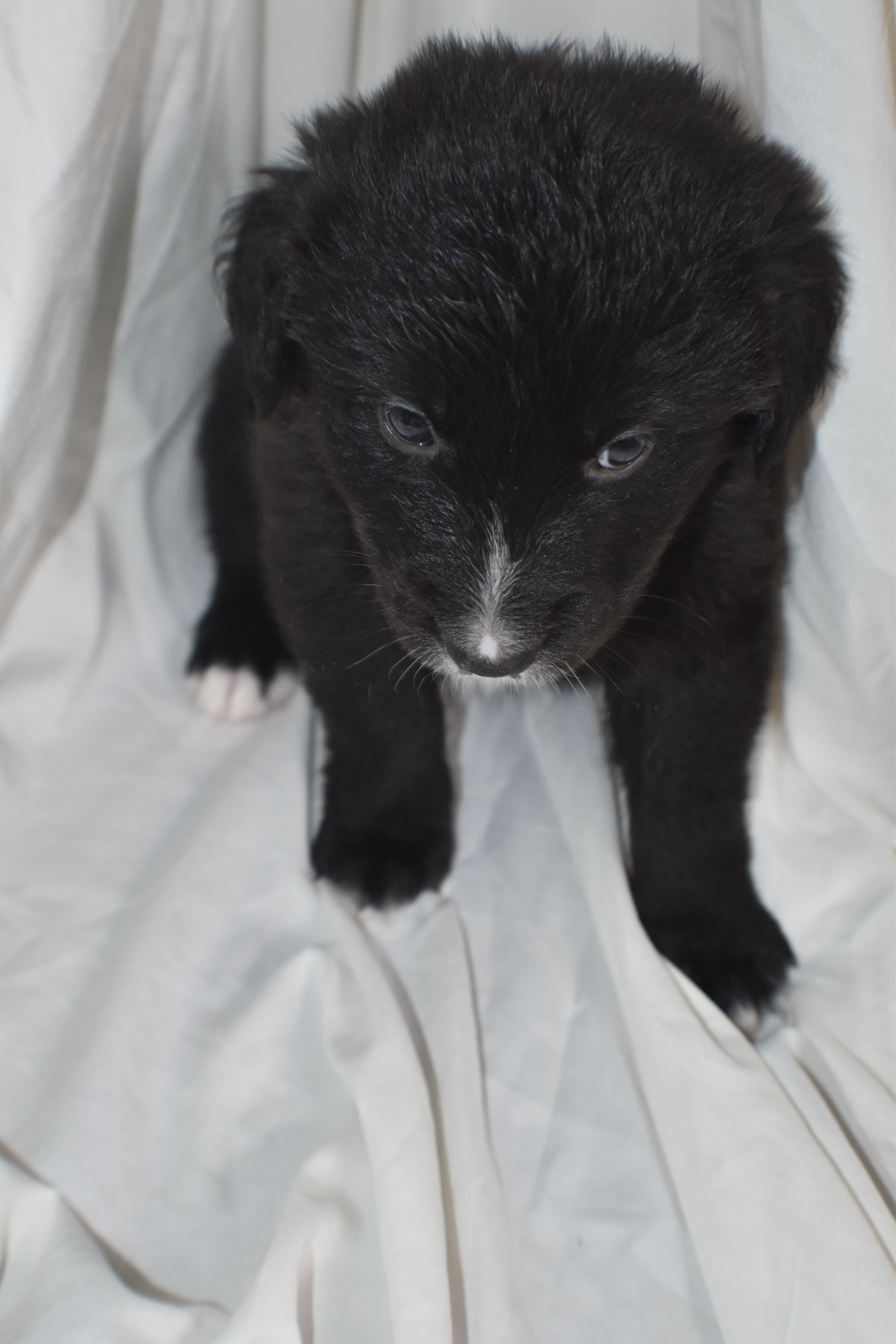 Coco – Border Collie, Bernese Mountain Dog puppy for sale in Jackson, MI