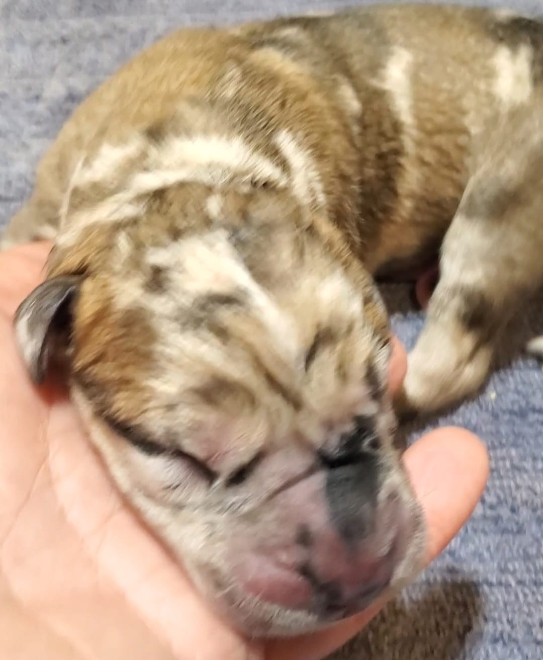 Benjamin  – Great Dane puppy for sale in Chillicothe, OH