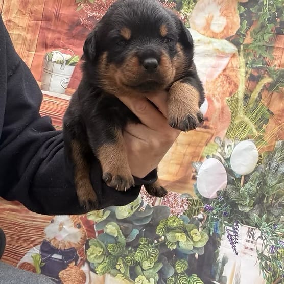 Pink – Rottweiler puppy for sale in Marysville, WA