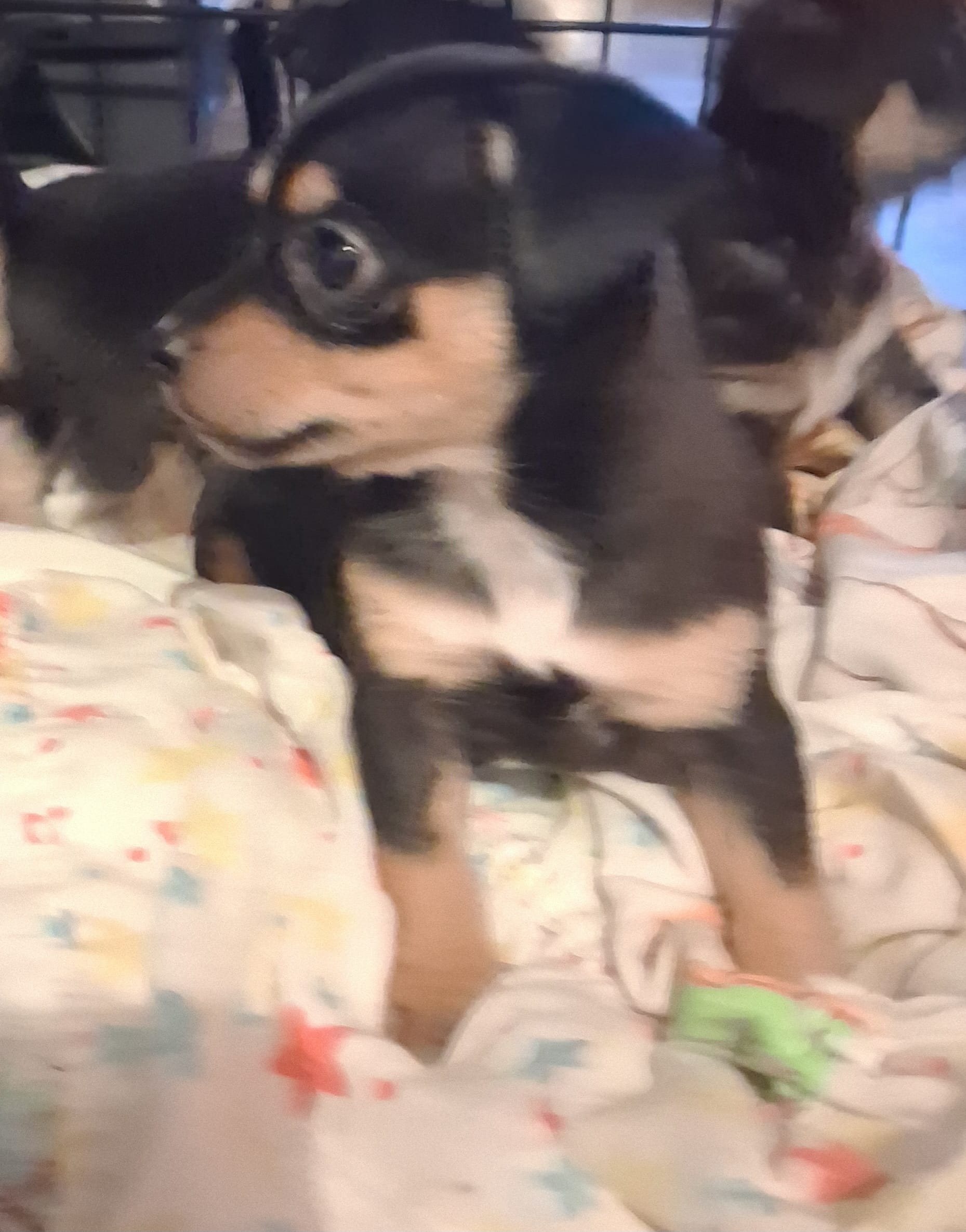Girl – Chihuahua puppy for sale in Watertown, NY