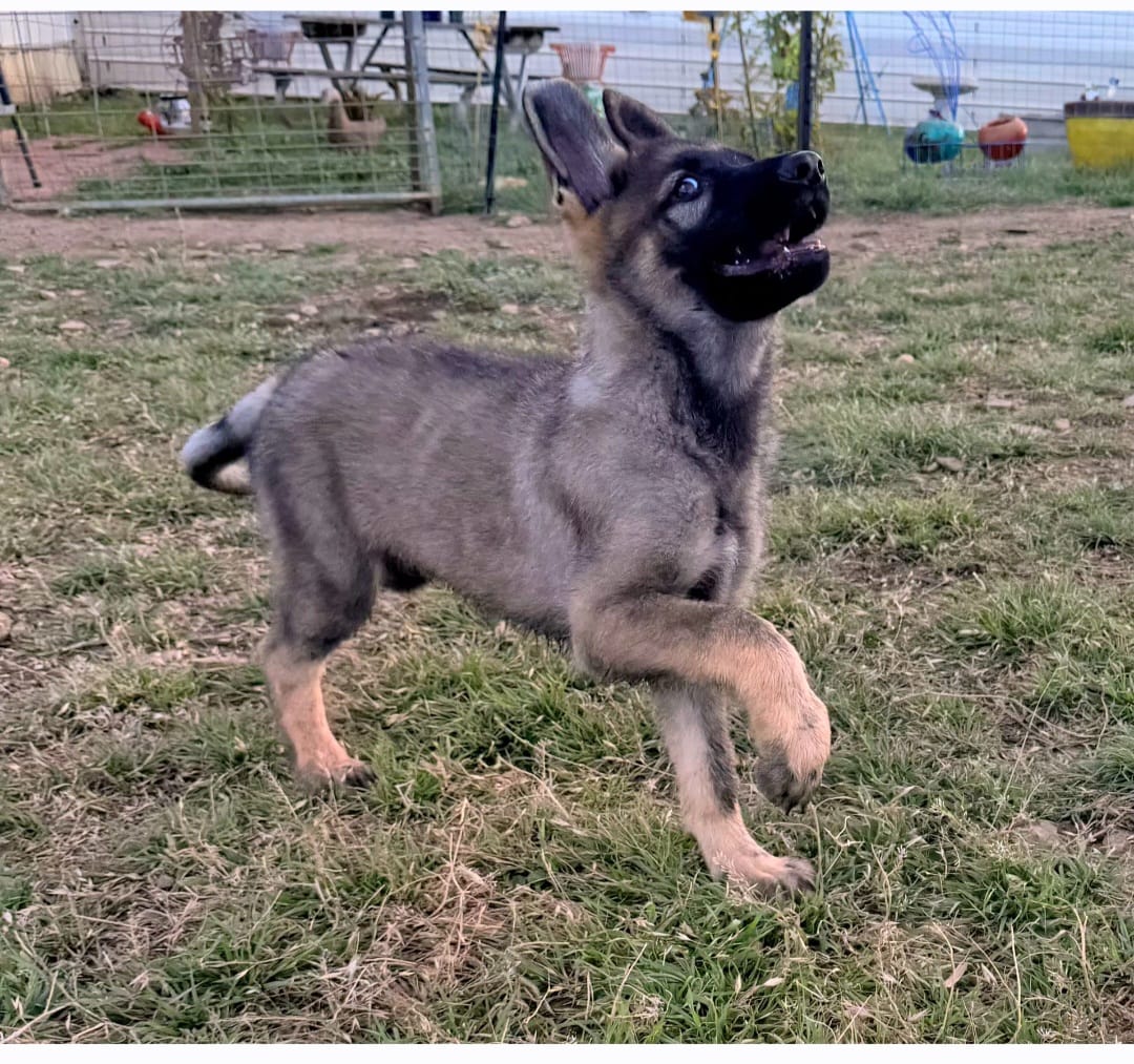 Sonny – German Shepherd Dog puppy for sale in Troy, TX