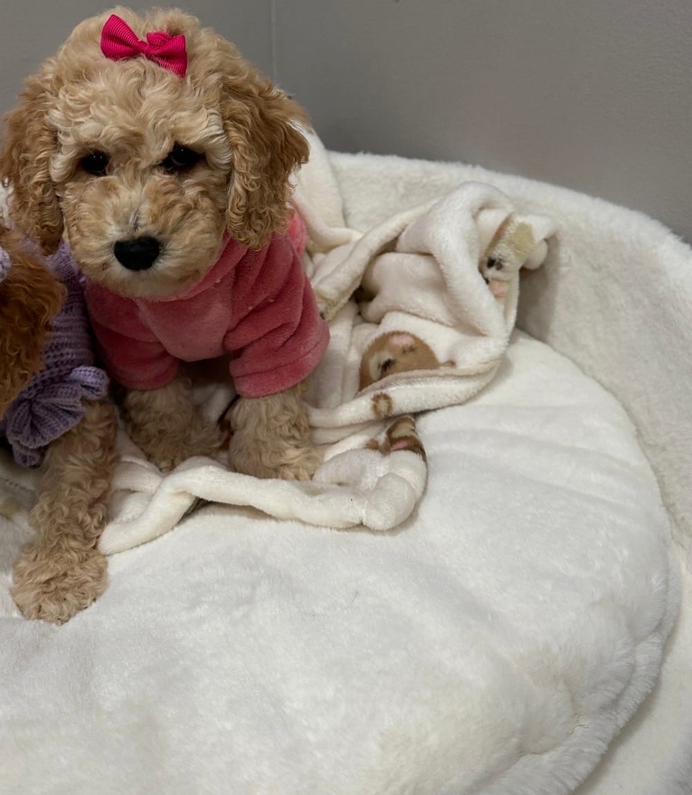 Blossom  – Poodle - Miniature  puppy for sale in Park Forest, IL