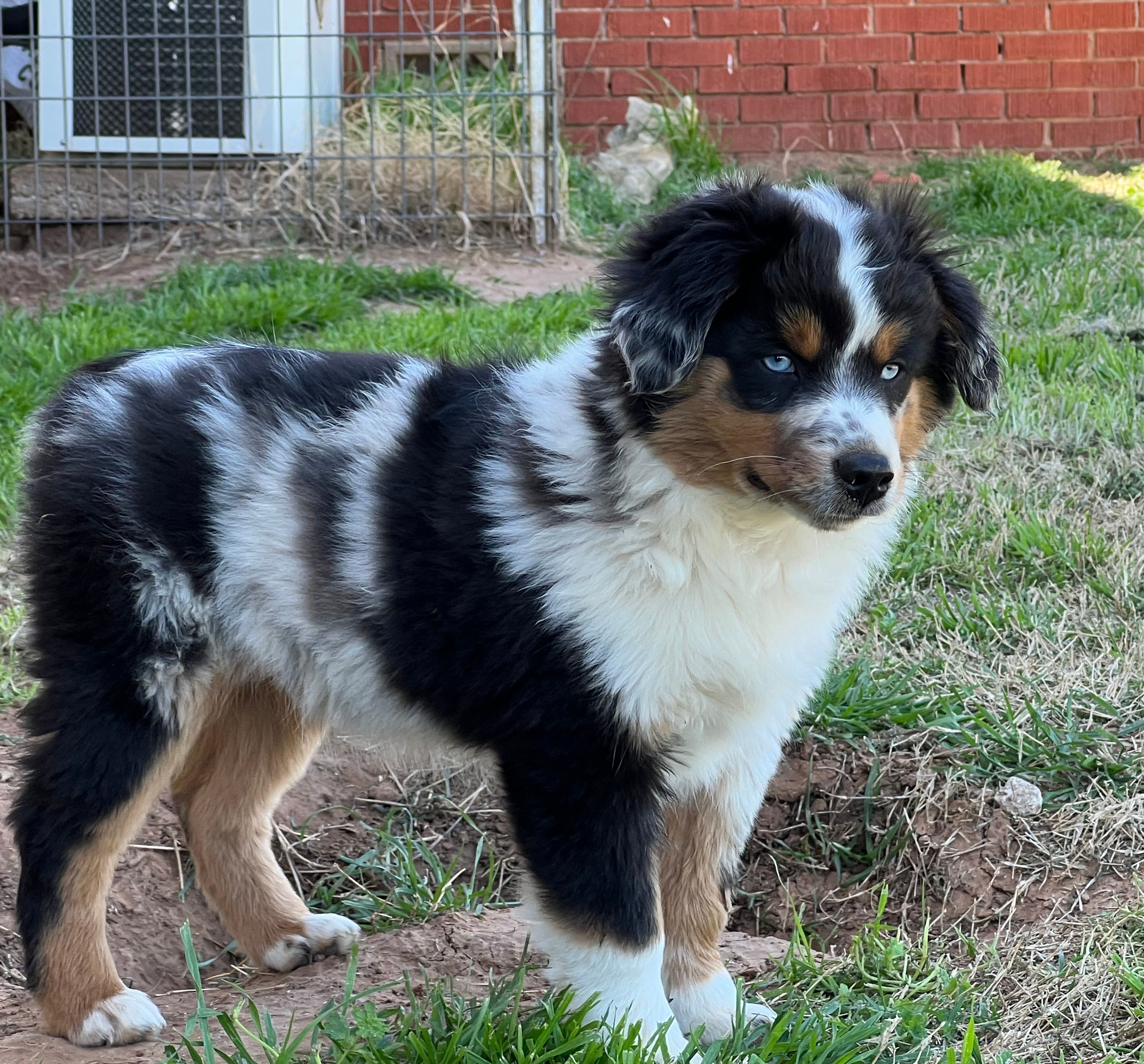 Levi – Toy Australian Shepherd puppy for sale in Nocona, TX