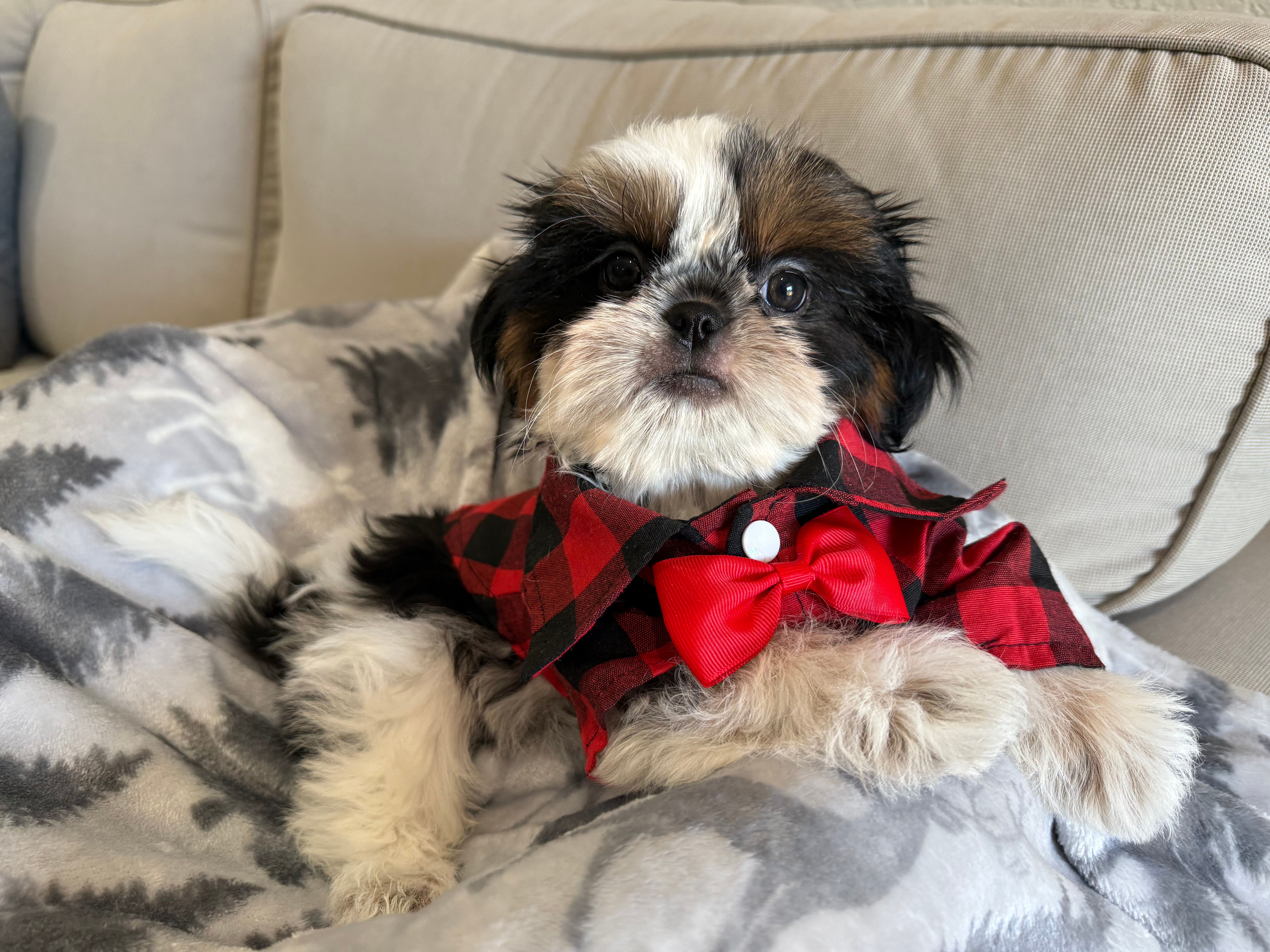 Maui – Shih Tzu puppy for sale in Gardena, CA