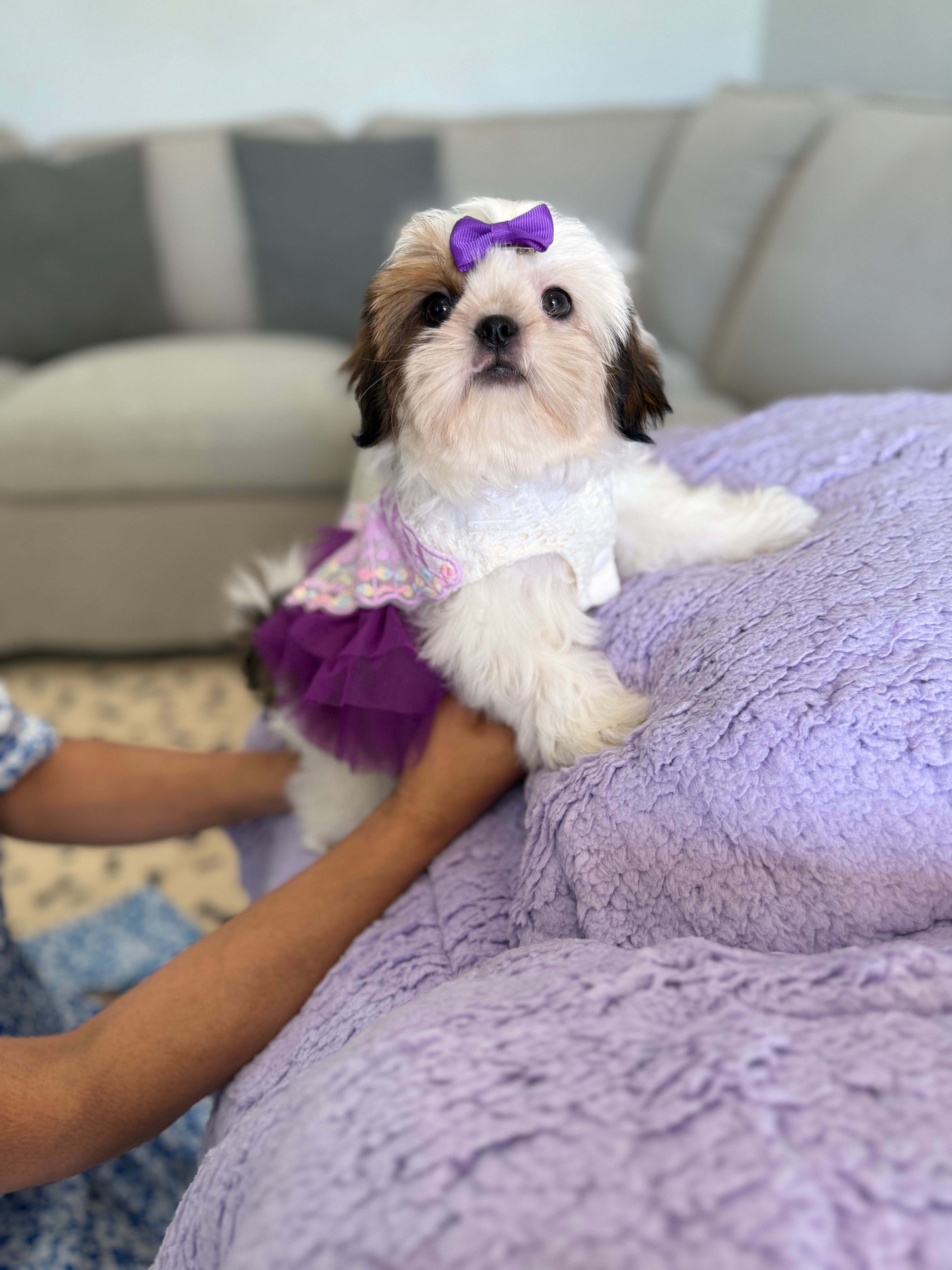 Betsy – Shih Tzu puppy for sale in Gardena, CA