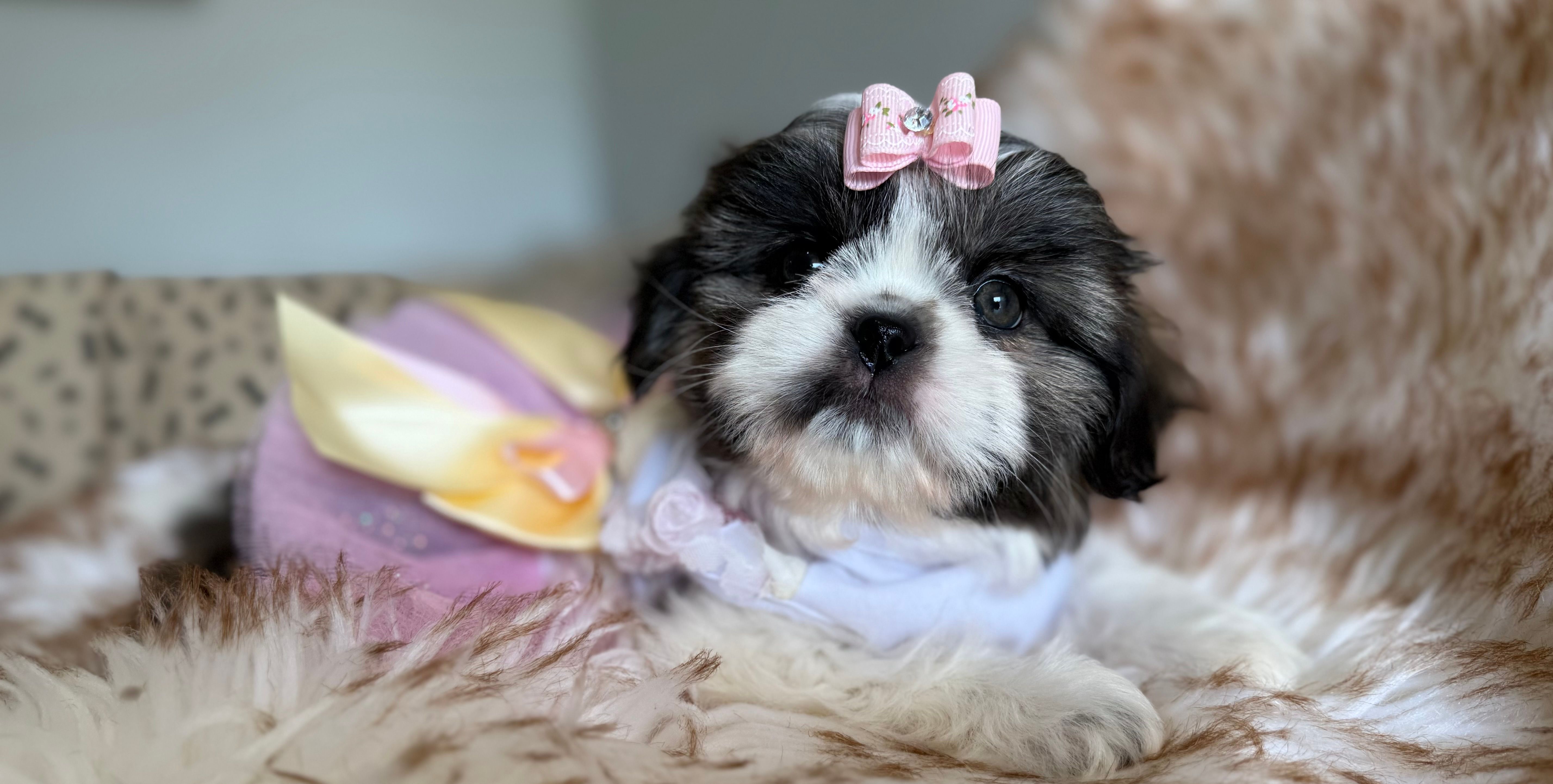 Miu Miu – Shih Tzu puppy for sale in Gardena, CA