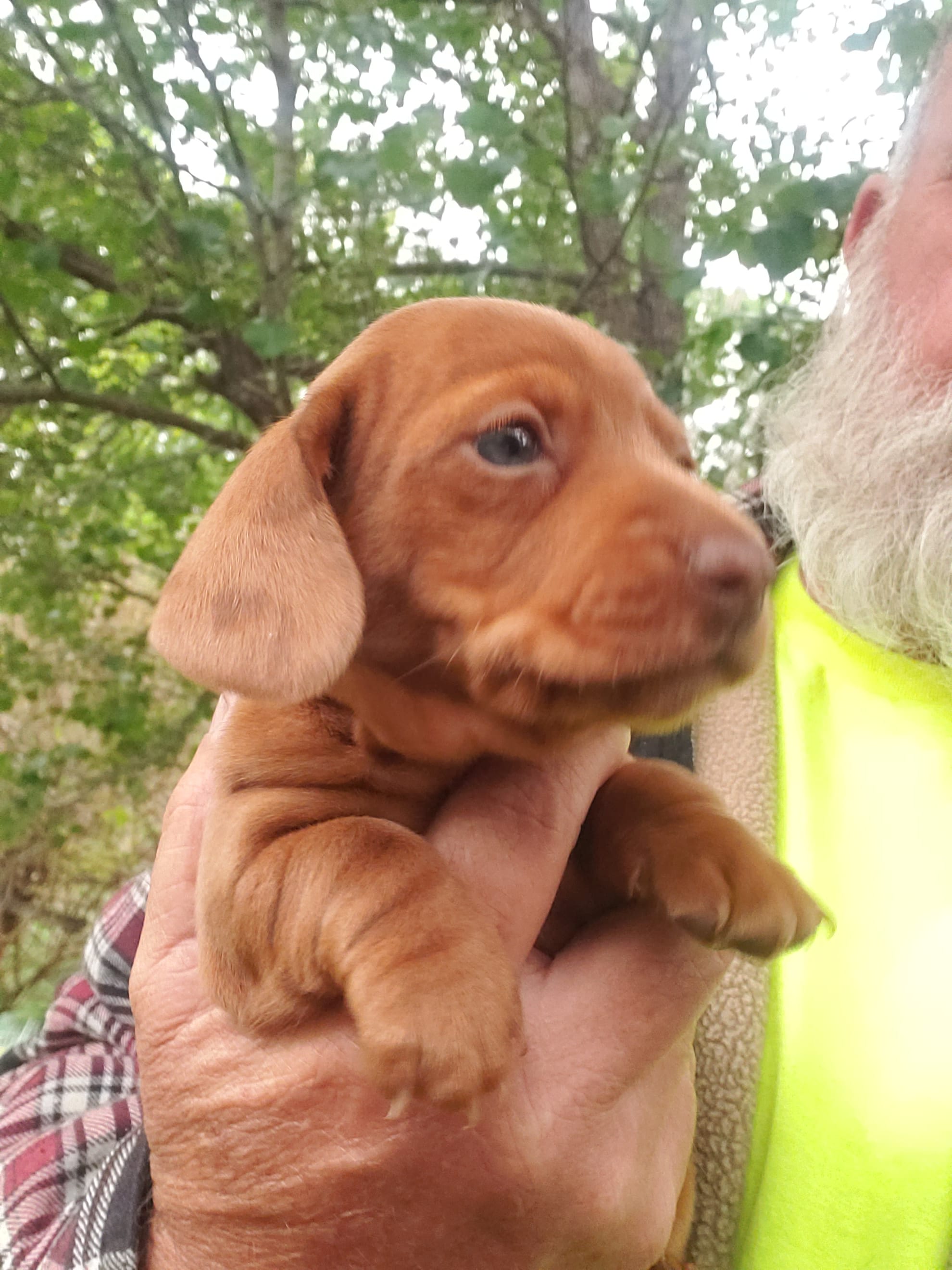 Sammy – Miniature Dachshund puppy for sale in Spotsylvania, VA