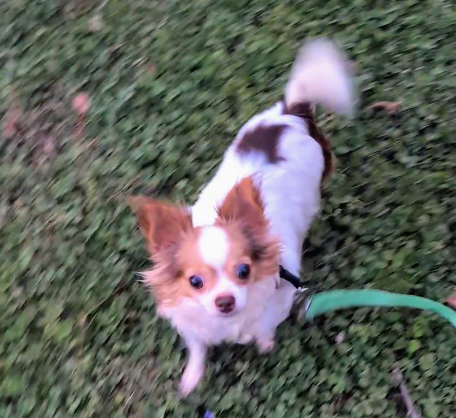 Princess  – Chihuahua puppy for sale in Raleigh, NC