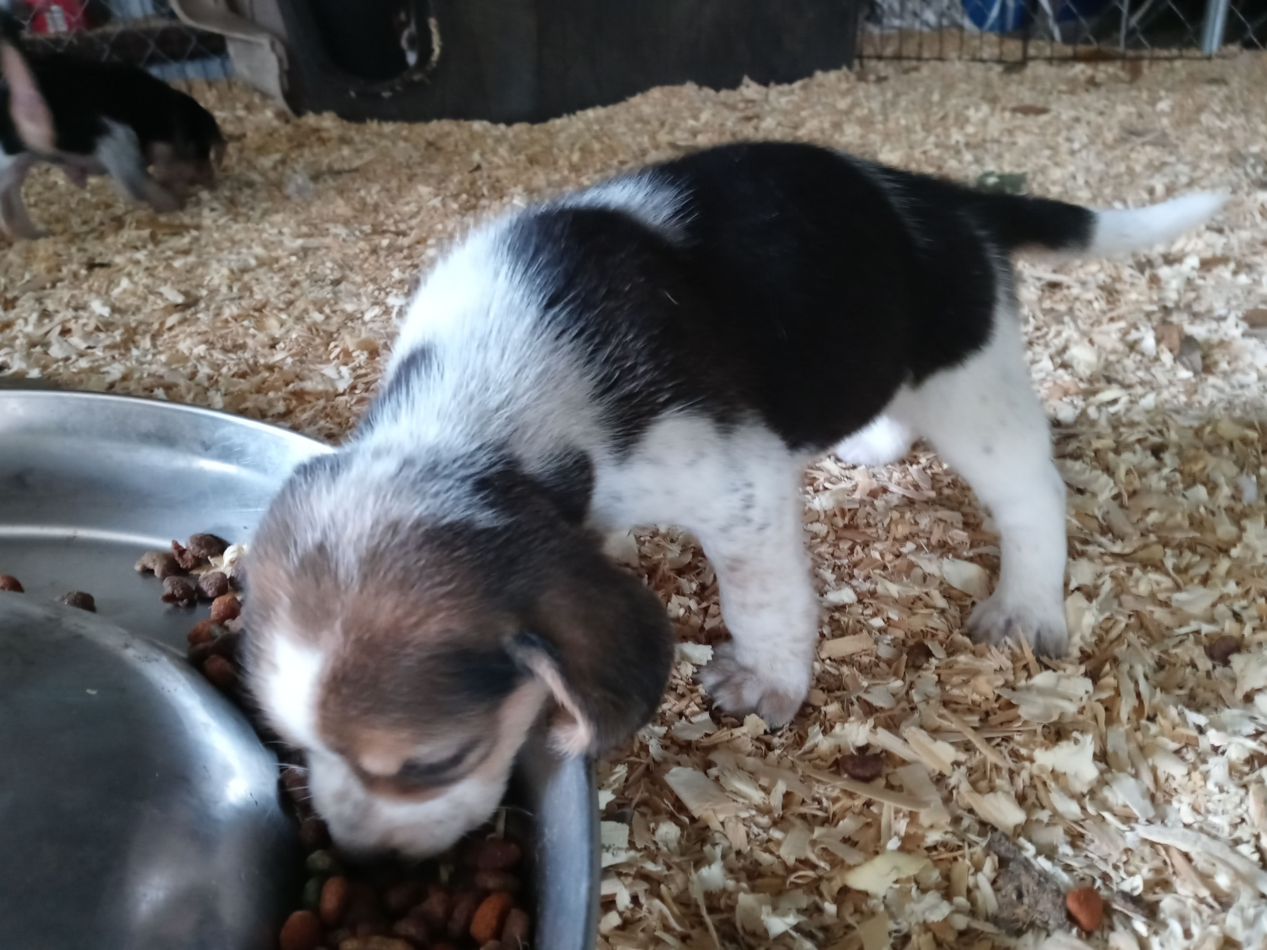 Blue – Beagle puppy for sale in Cleveland, TX