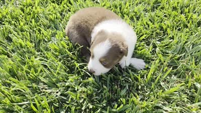 SNICKERS RT FEMALE ASDR, a female Australian Shepherd for sale in Seibert, CO – 2 of 7