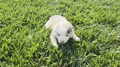 ELSA red merle girl ASDR, a female Miniature American Shepherd for sale in Seibert, CO – 4 of 7