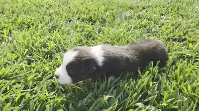 Echo blk tri male, a male Miniature Australian Shepherd for sale in Seibert, CO – 4 of 7