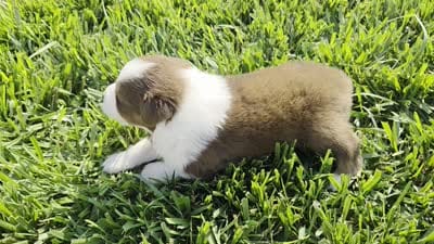 SNICKERS RT FEMALE ASDR, a female Australian Shepherd for sale in Seibert, CO – 4 of 7