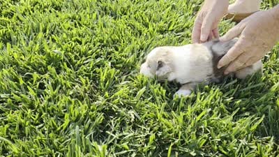 ROMEO RED MERLE ASDR, a male Australian Shepherd for sale in Seibert, CO – 4 of 7