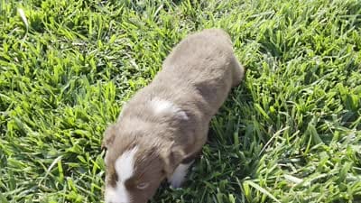Doc red tri asdr, a male Miniature Australian Shepherd for sale in Seibert, CO – 4 of 7