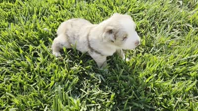 ROMEO RED MERLE ASDR, a male Australian Shepherd for sale in Seibert, CO – 2 of 7