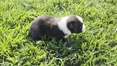 Echo blk tri male, a male Miniature Australian Shepherd for sale in Seibert, CO – 2 of 7